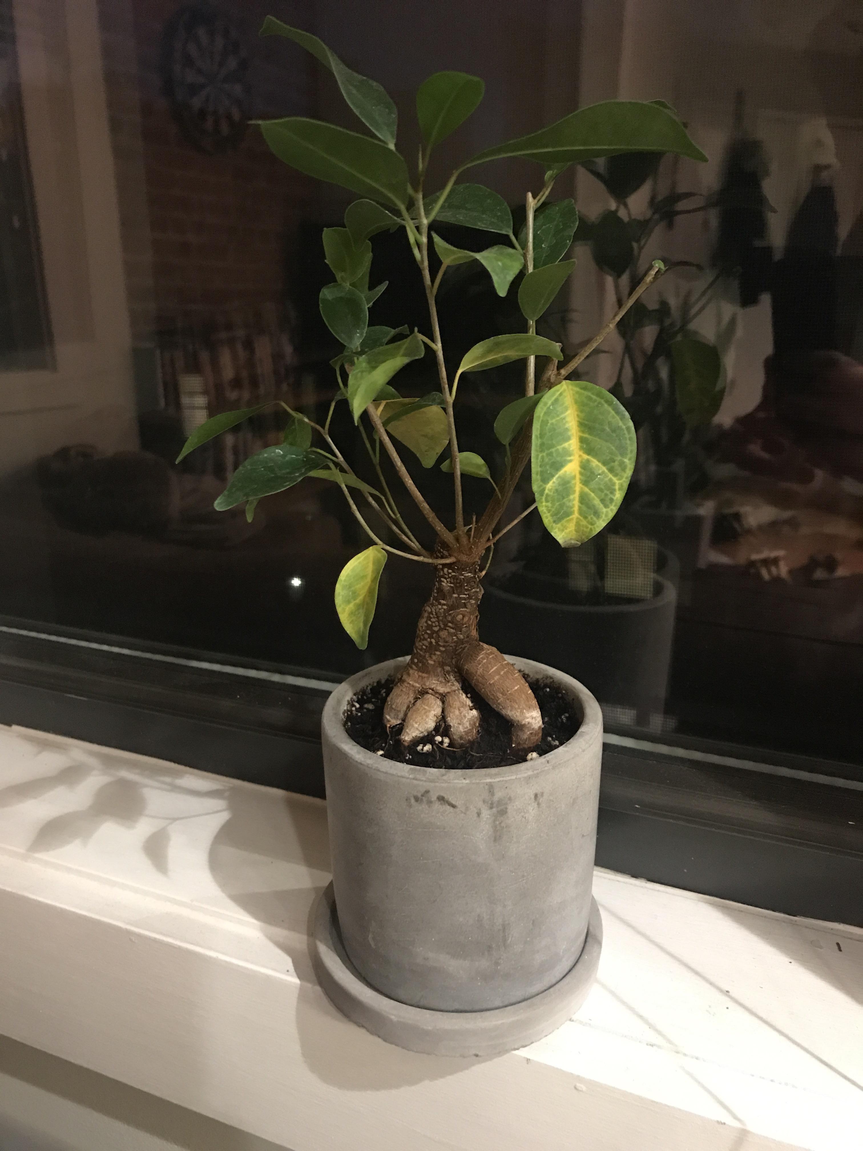 Help! My Ficus Ginseng is turning yellow in the leaves and losing a few