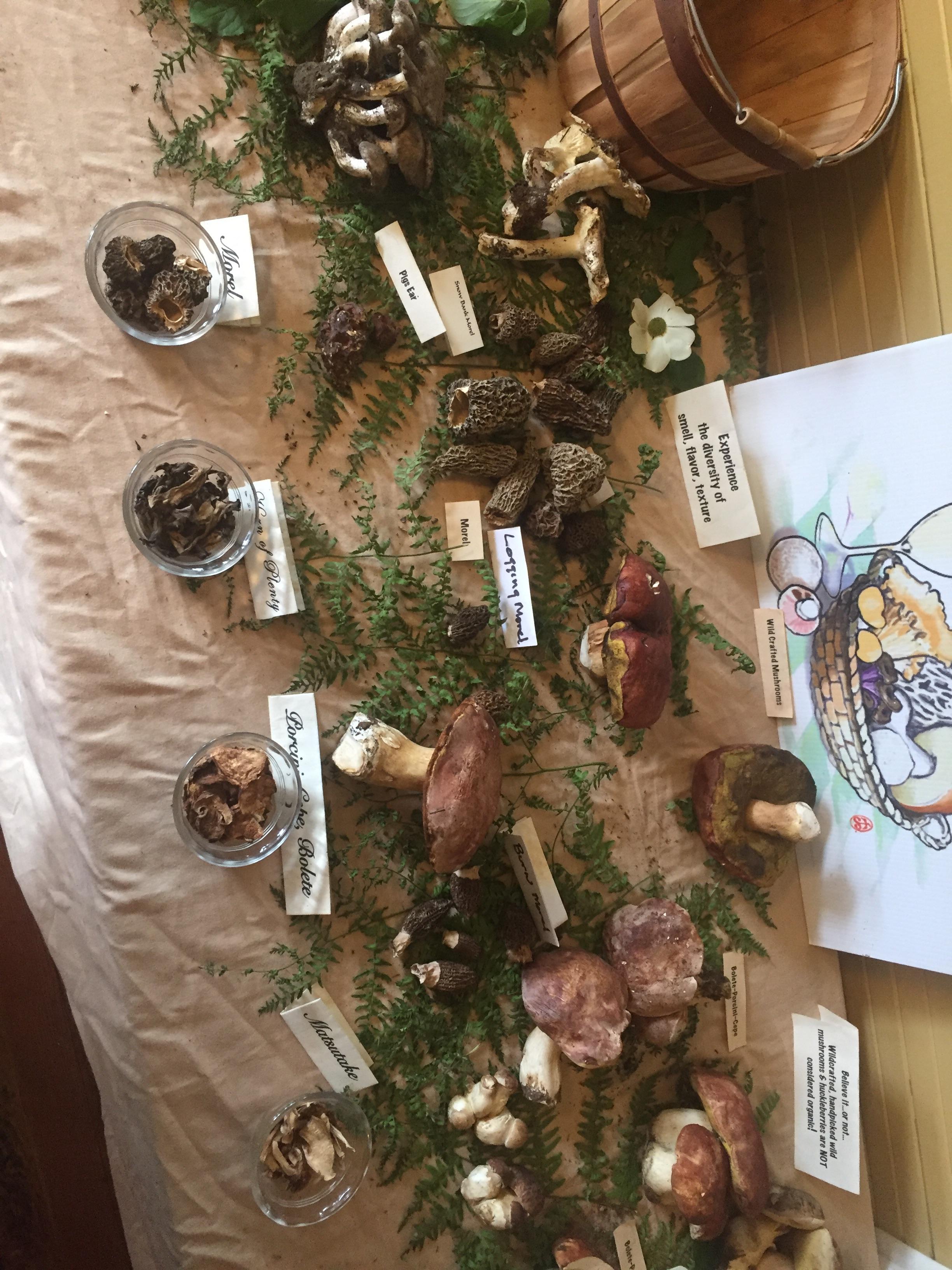 mccloud mushroom festival 2023 McCloud Mushroom Festival mycology