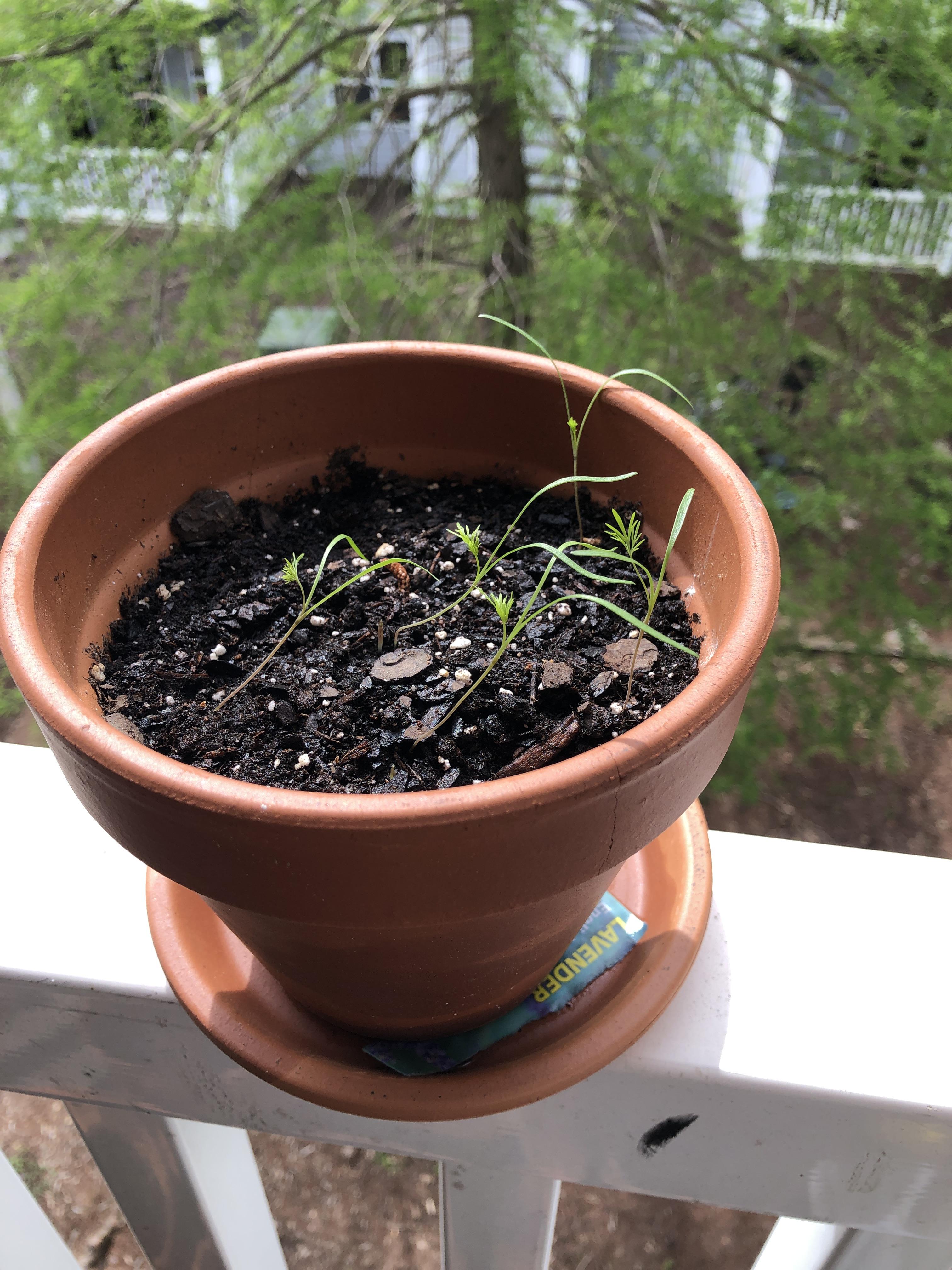 Are my dill seedlings leggy, overcrowded, or just falling under their