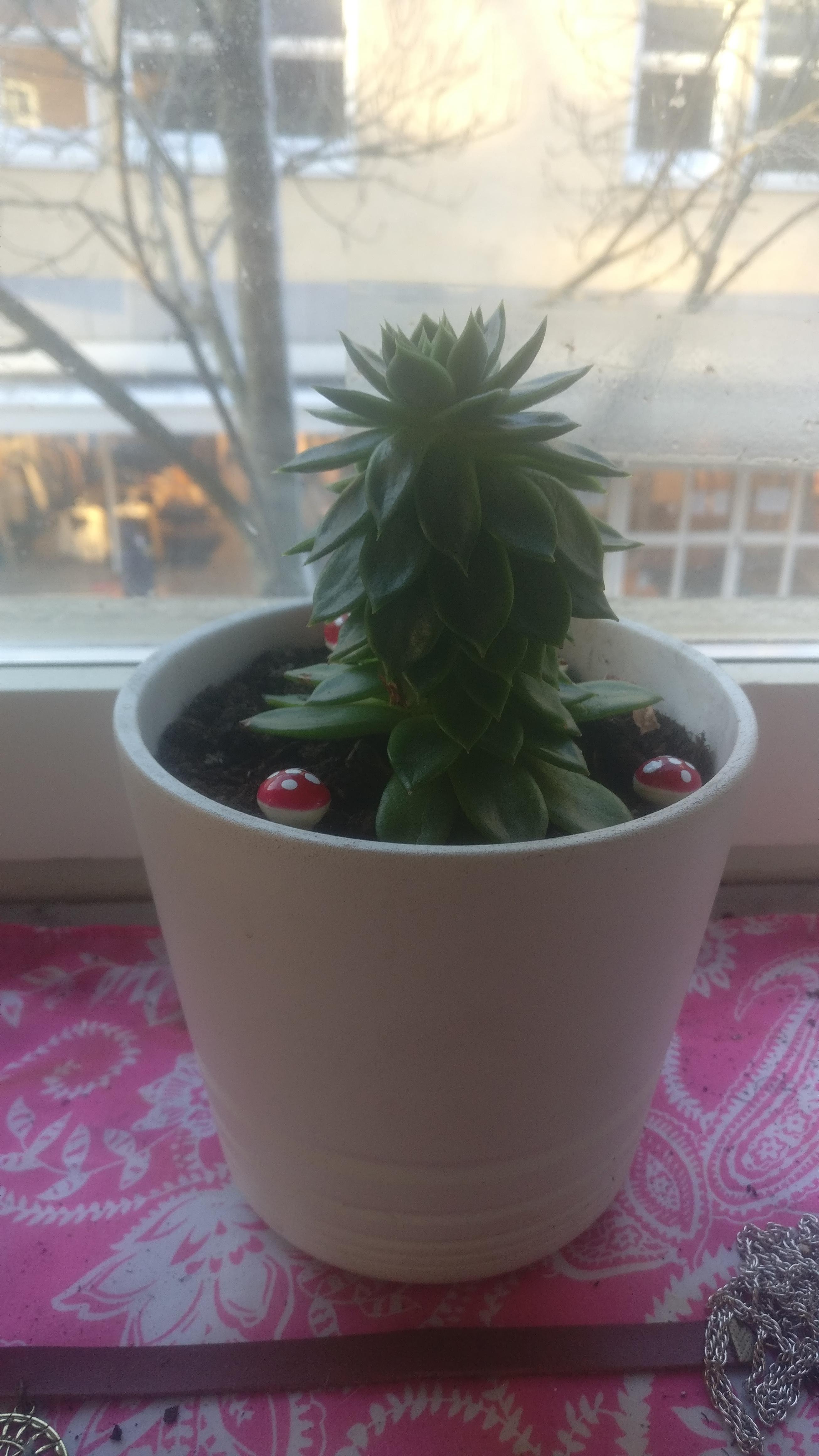 is there any reason my succulent is so tall? and is it a bad thing? no