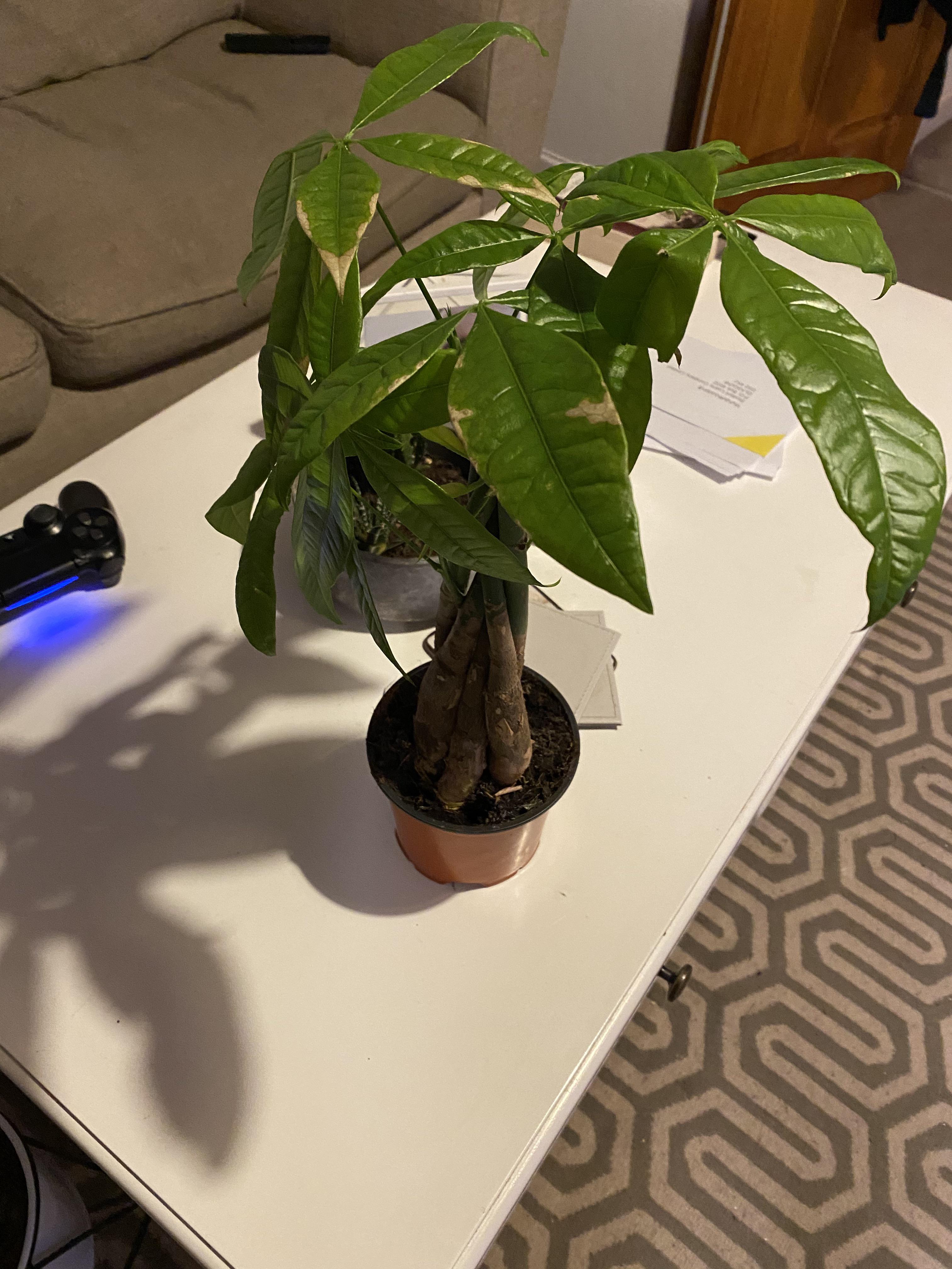 Just bought this Pachira from Wilko £6! Leaves are concerning, does