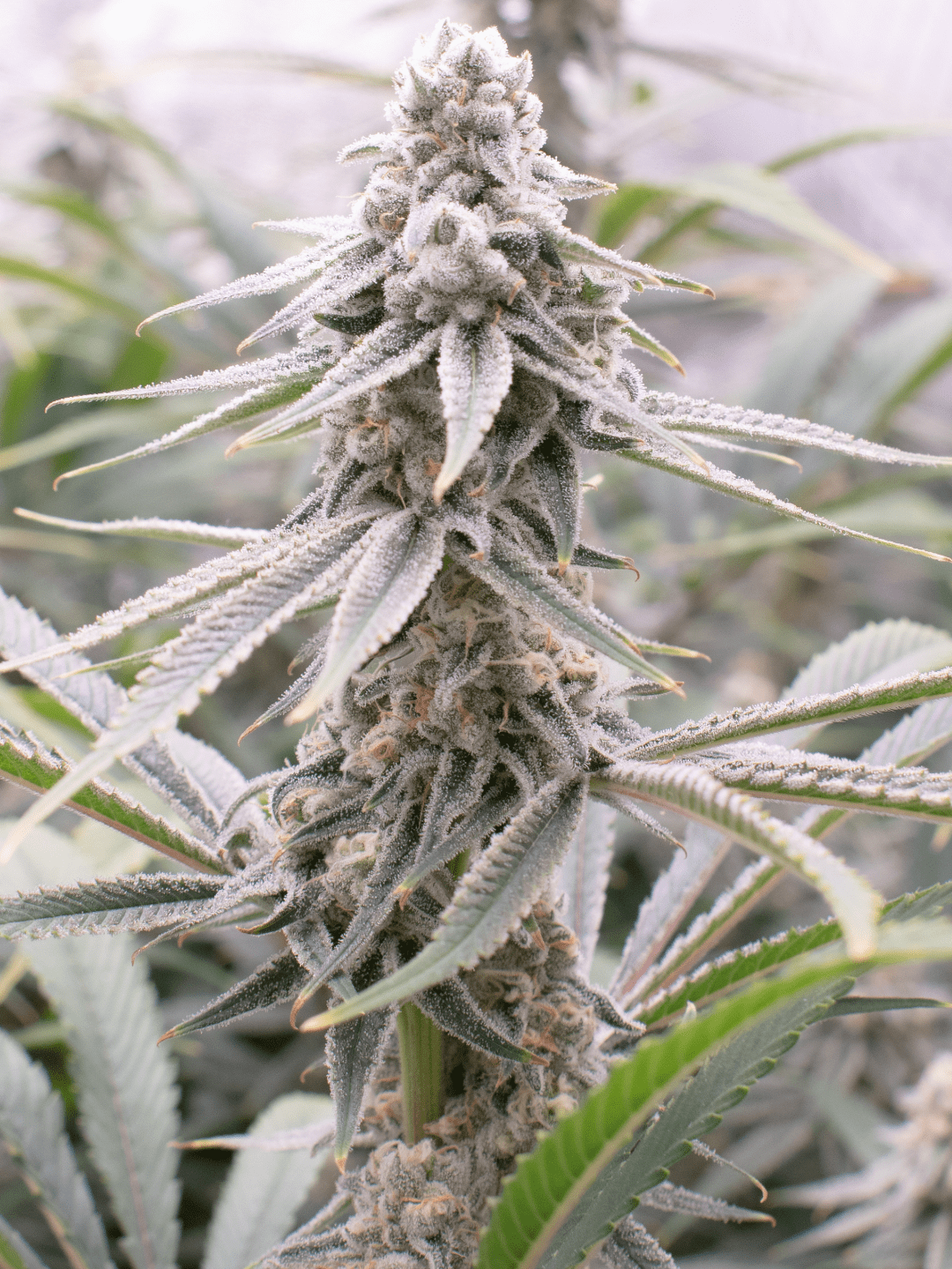 Sugar Cane on day 39 of flower. r/microgrowery