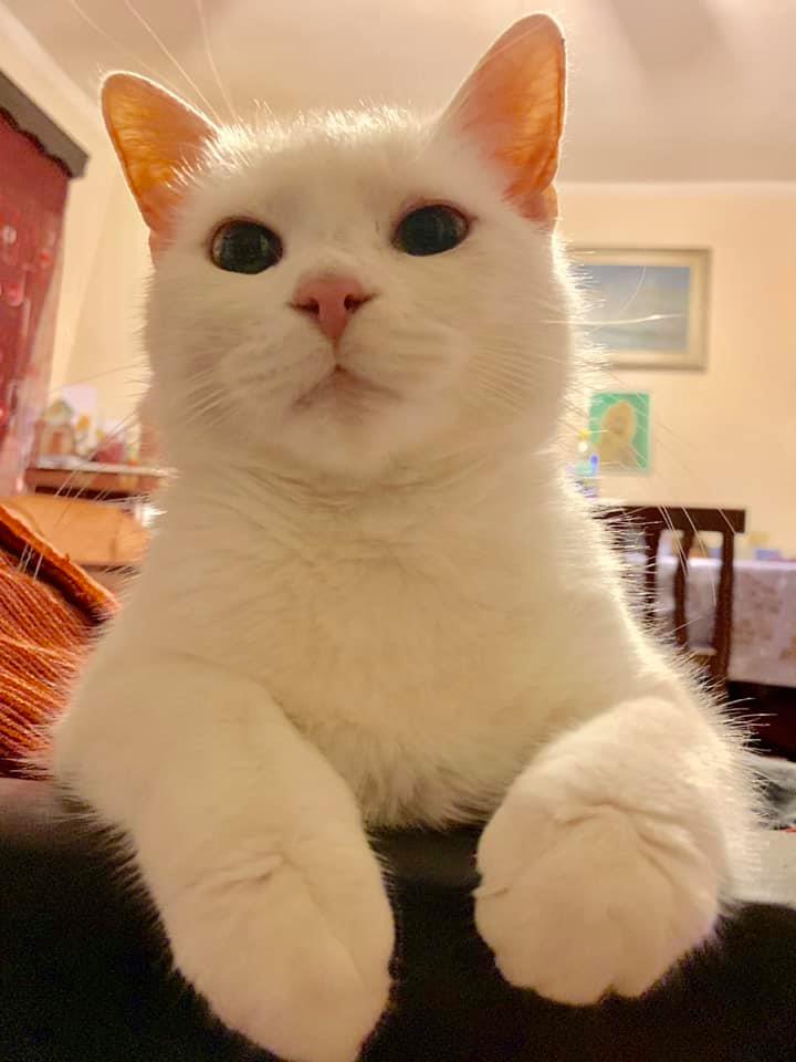 The white cat with the big paws r/aww