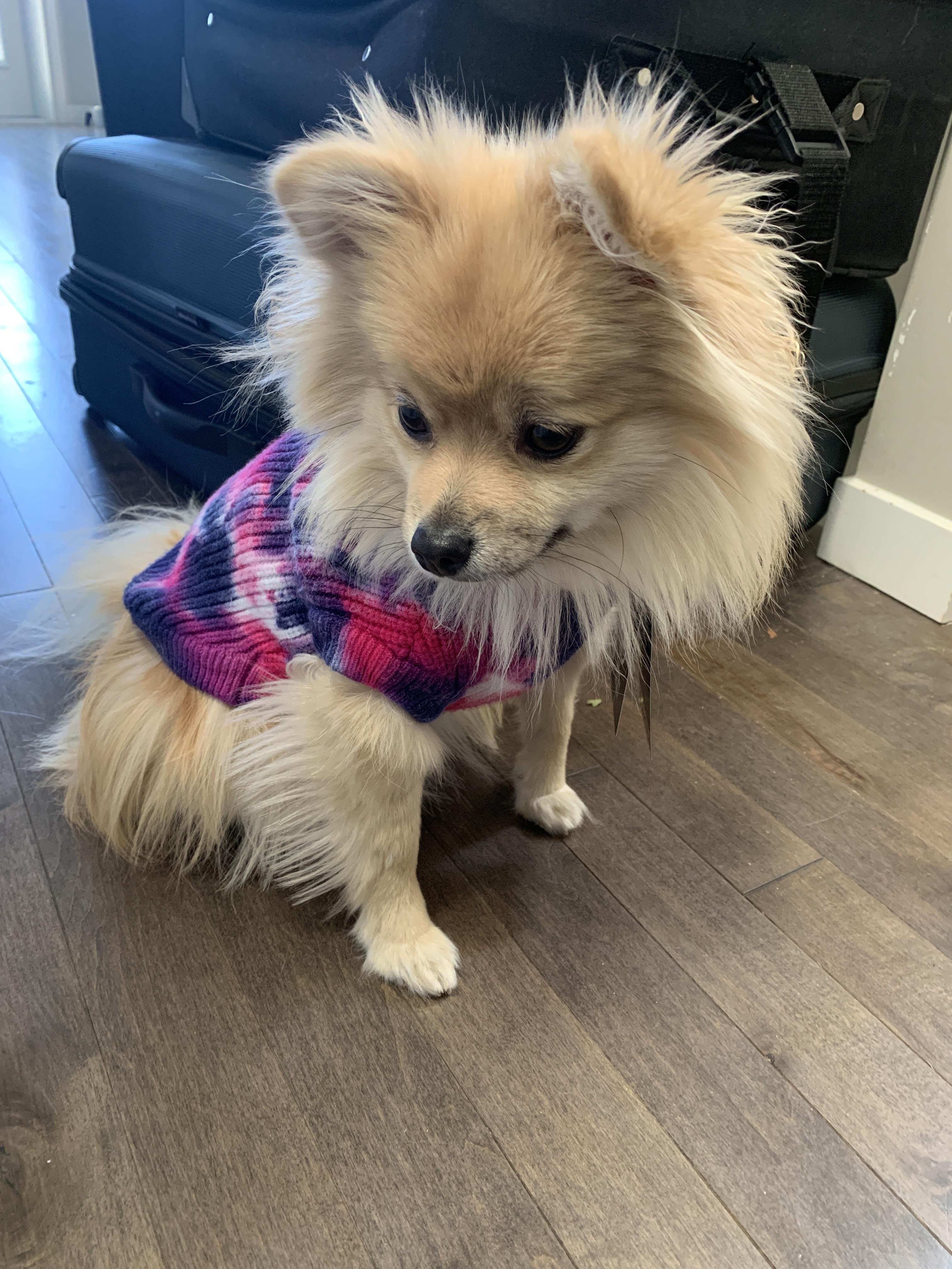 B day sweater ! r/Pomeranians