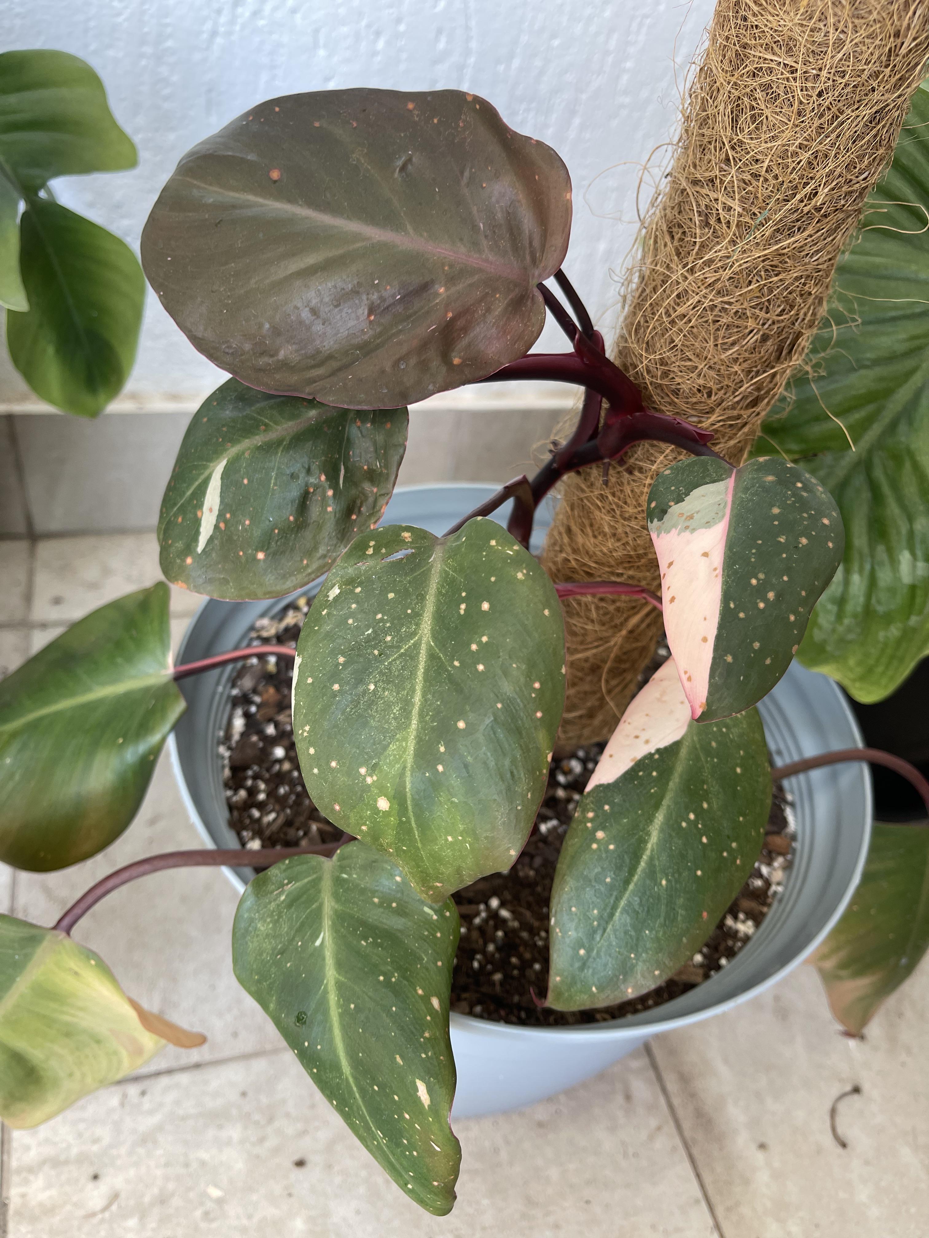 Pink Princess with spots r/plantclinic