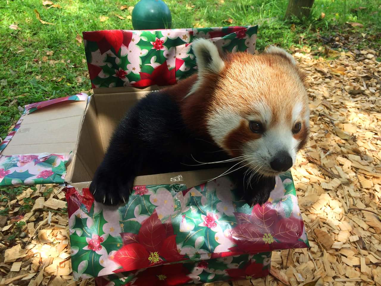 A gift from Auckland Zoo, NZ r/aww