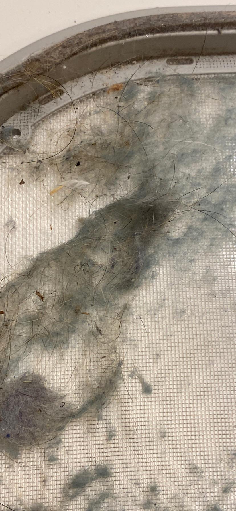 Lint trap in dryer…signs of bed bugs? No bugs but black pieces… r/Bedbugs