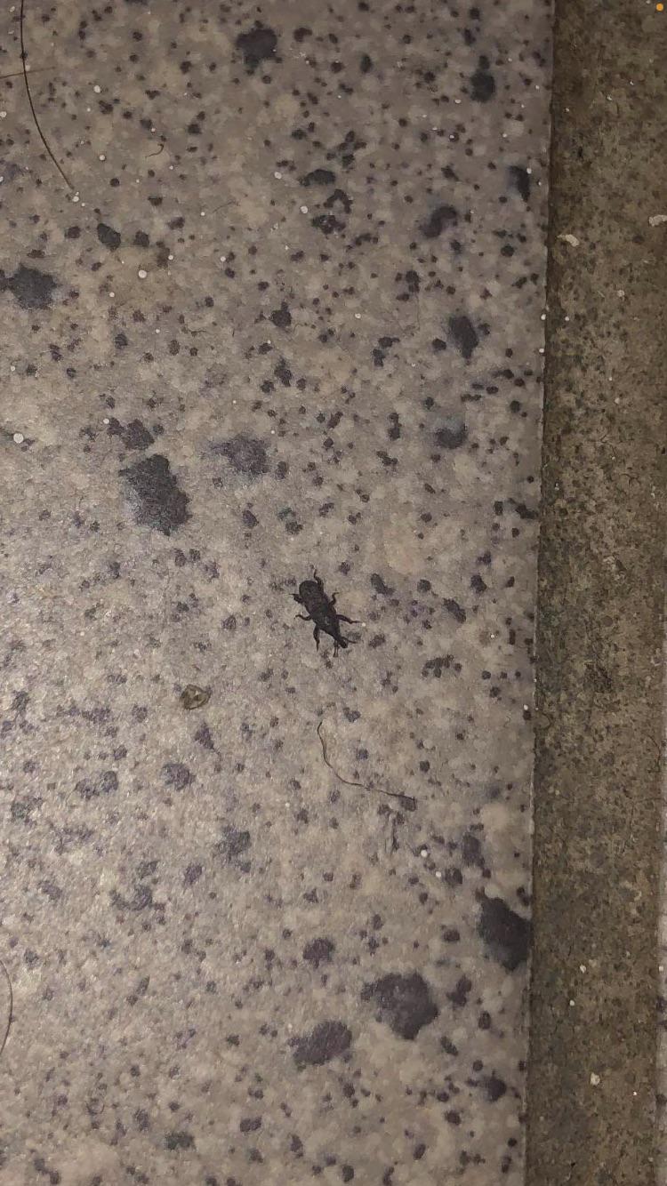 Keep finding these bugs in my apartment in Ottawa. What are they and