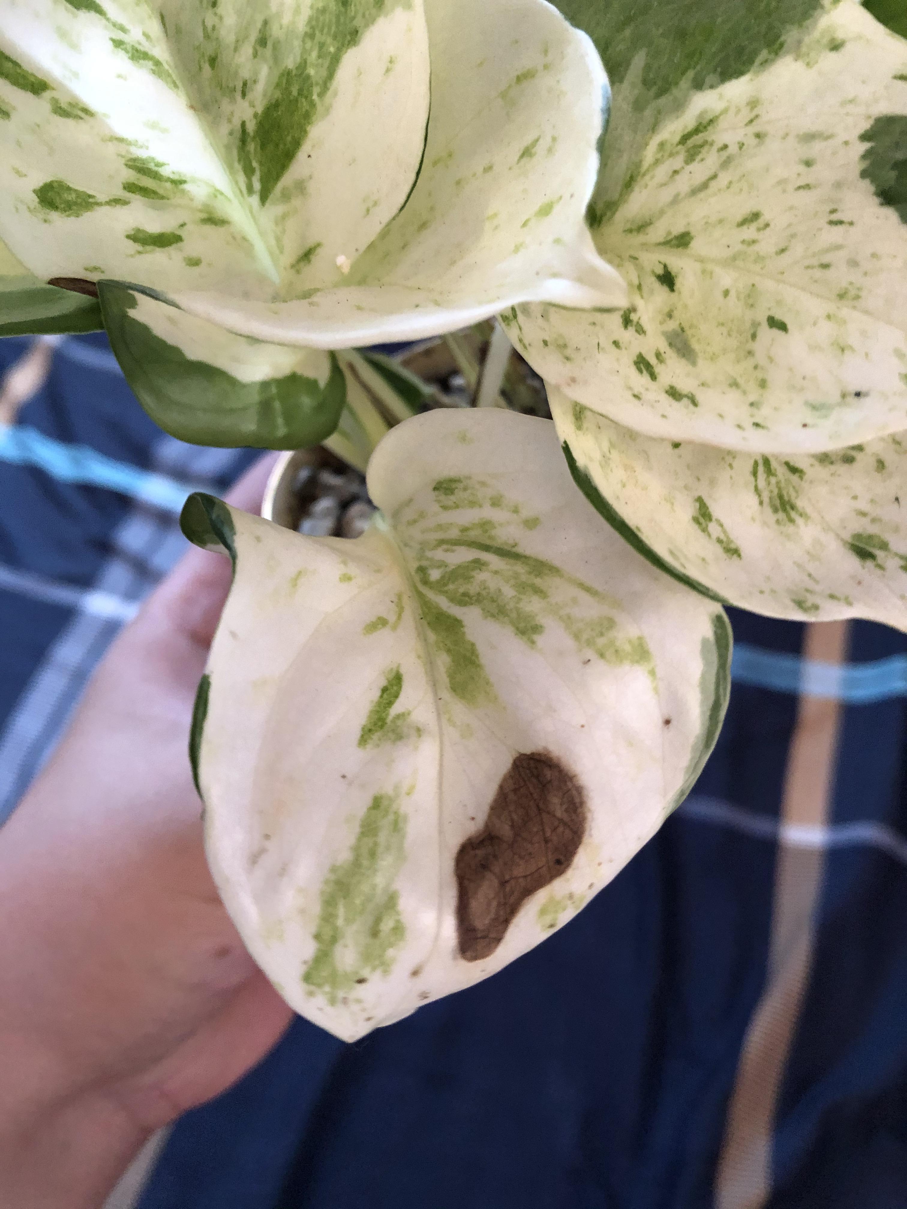 What is this brown spot and how can I stop it? Please help 😭 r/pothos