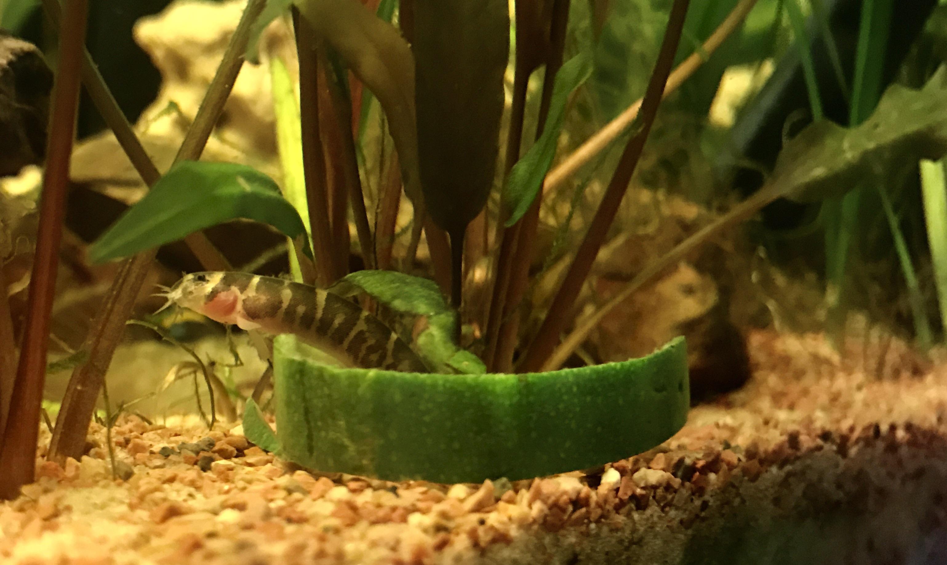 Kuhli loach enjoying some zucchini r/Aquariums