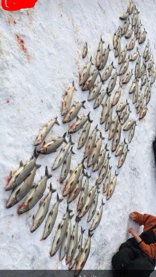 8 man limit of whitefish in 5 hours on on the Green Bay, plus a lot