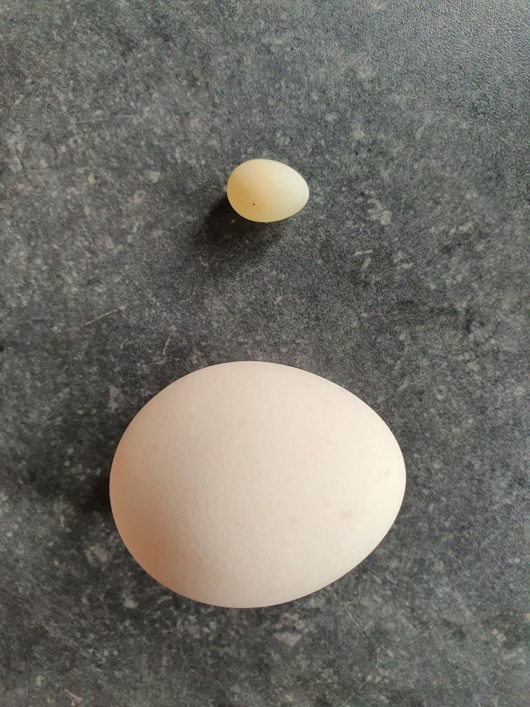Zebra Finch Egg Size