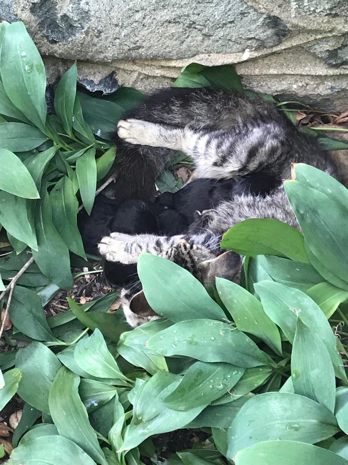 My cat just had 5 new kittens today! r/kittens