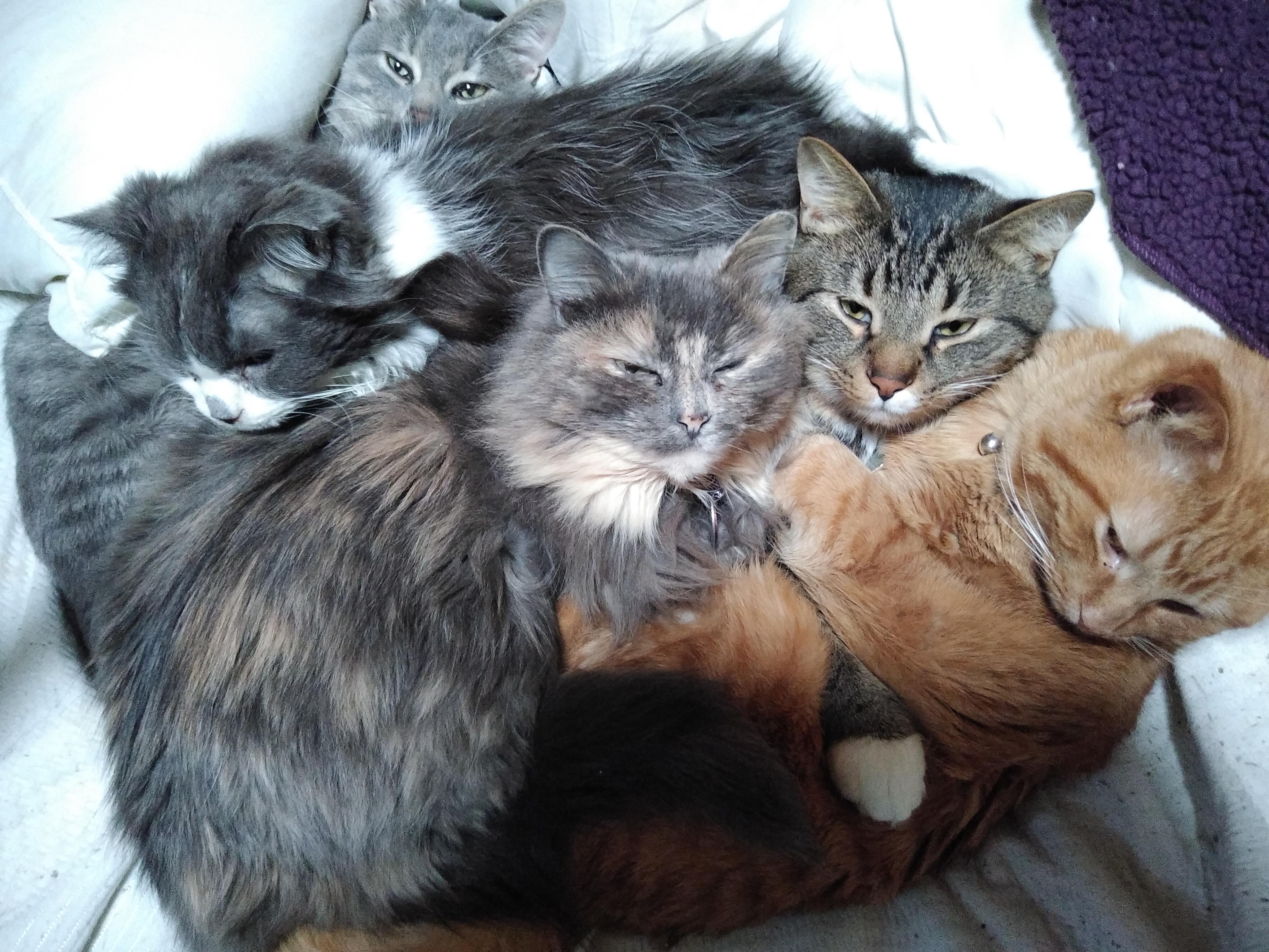 I have the best family! r/catshuggingcats