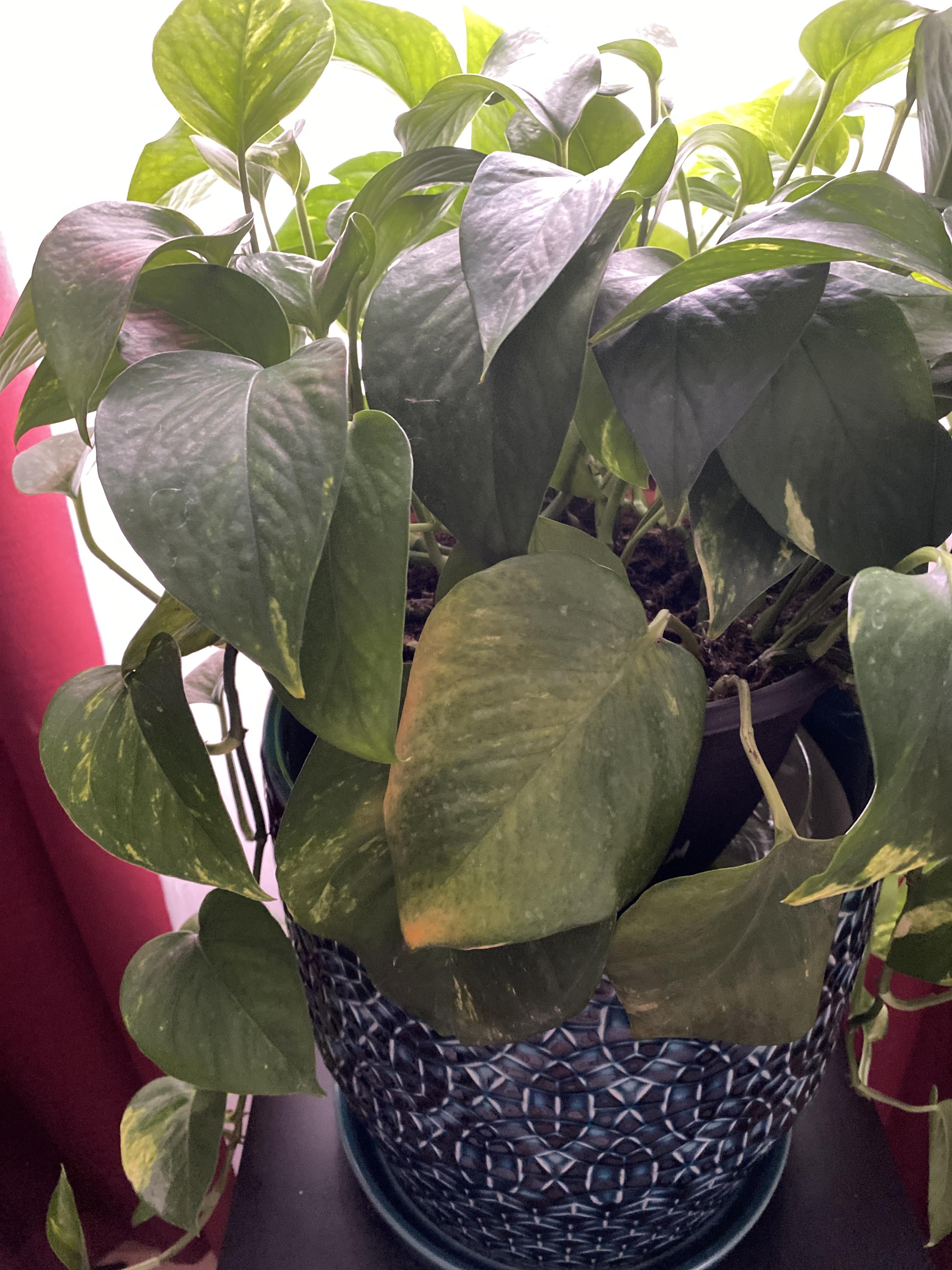 Leaves slowly yellowing and falling; am I overwatering or underwatering