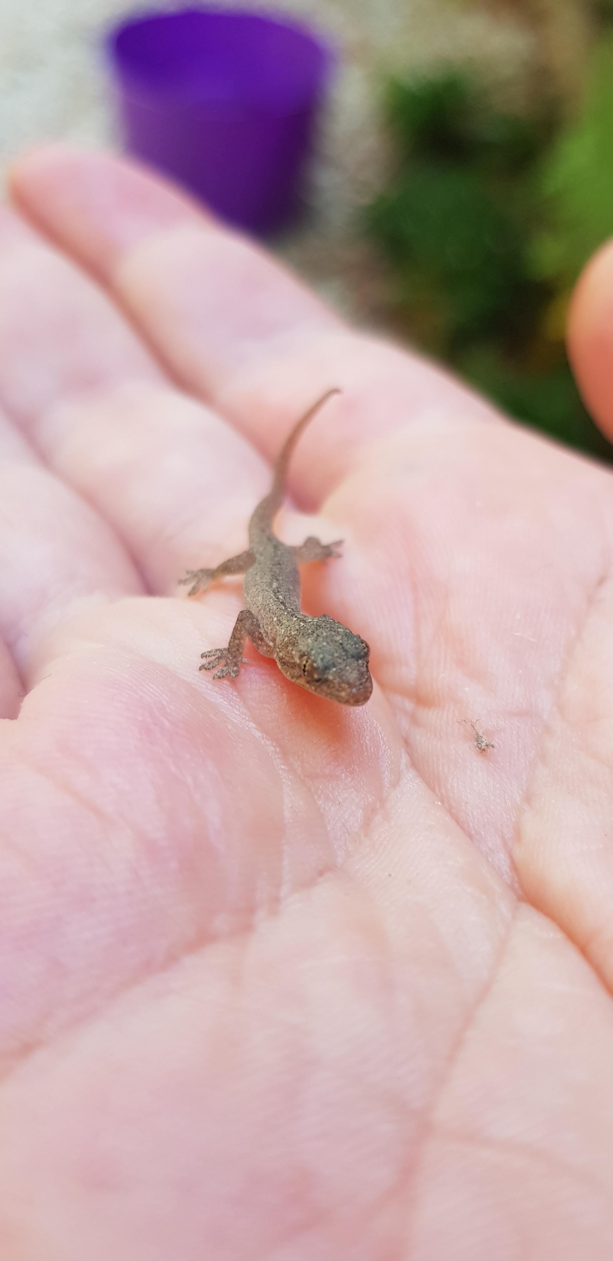 A baby Asian House Gecko r/TinyUnits