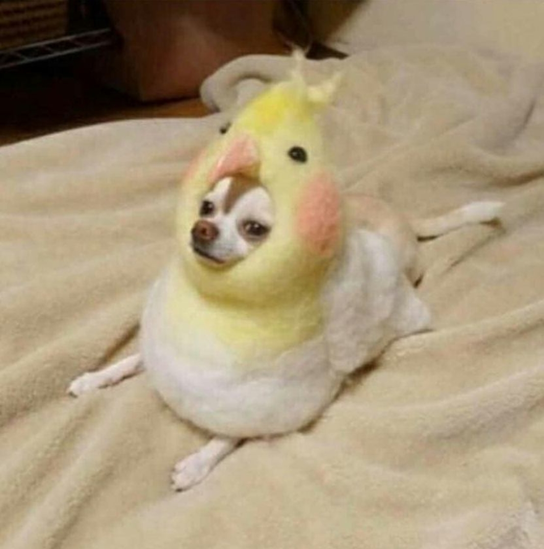 This adorable pup is wearing a cockatiel costume r/aww