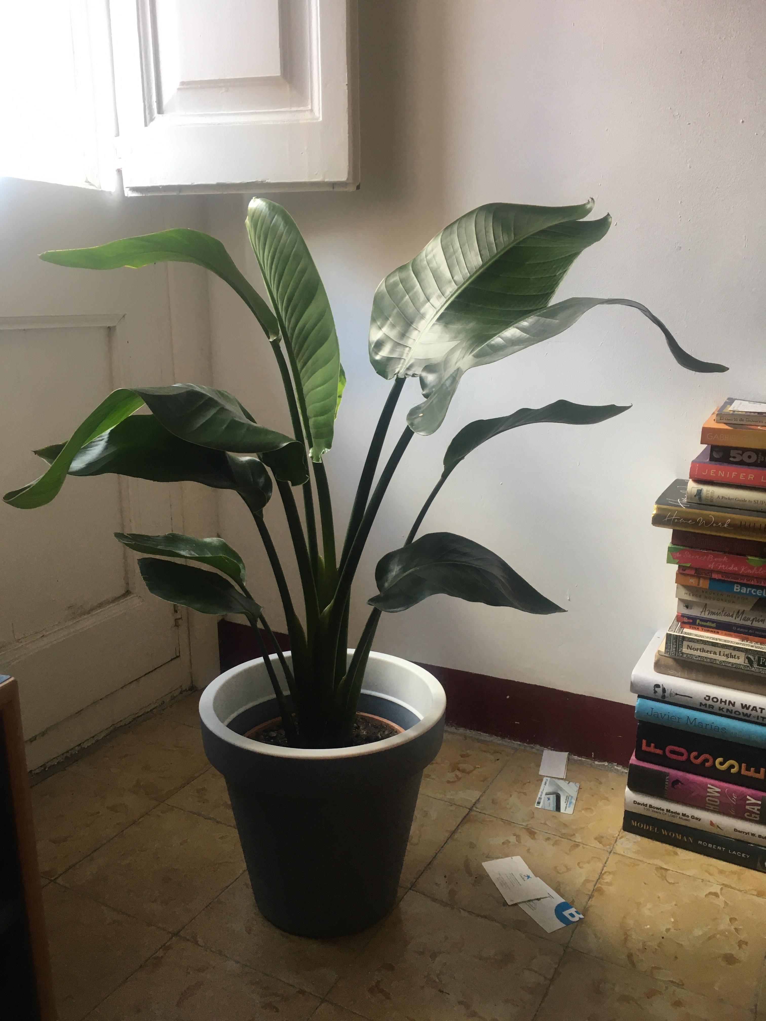Bird of Paradise with wilting leaves. But over or under watered?! r