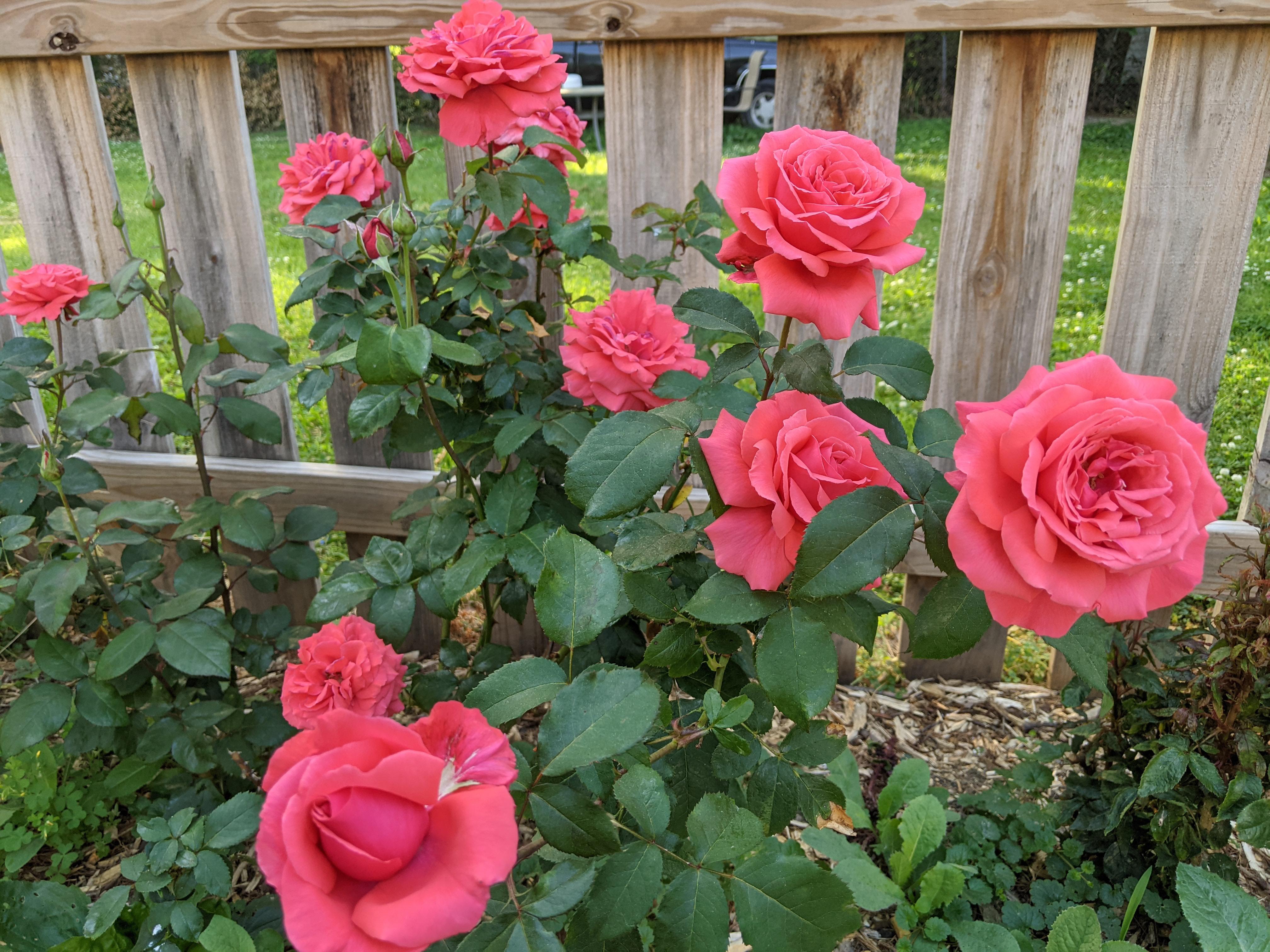 Fragrant Cloud Rose Bush