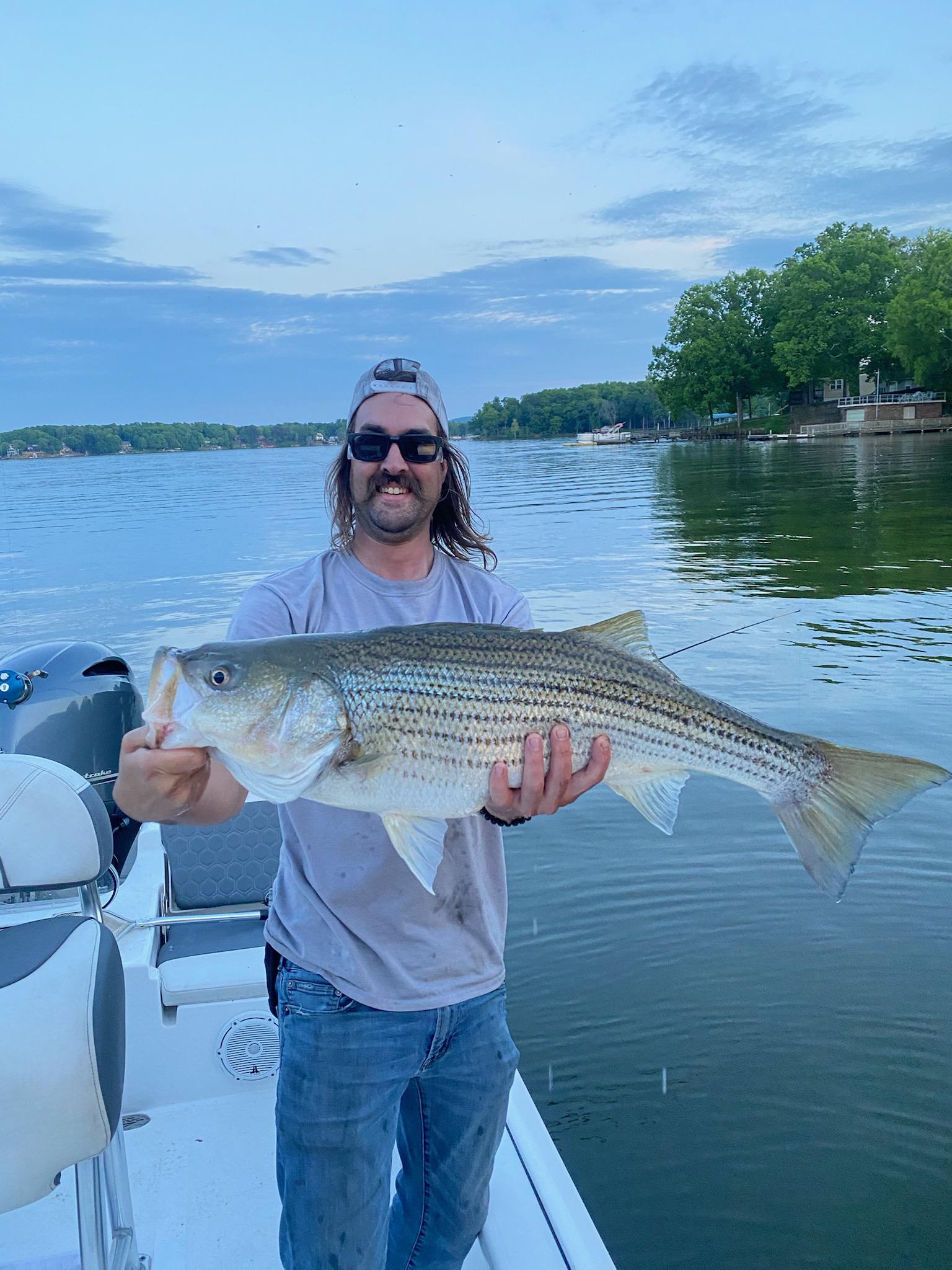 PB striper on cut bait. r/Fishing