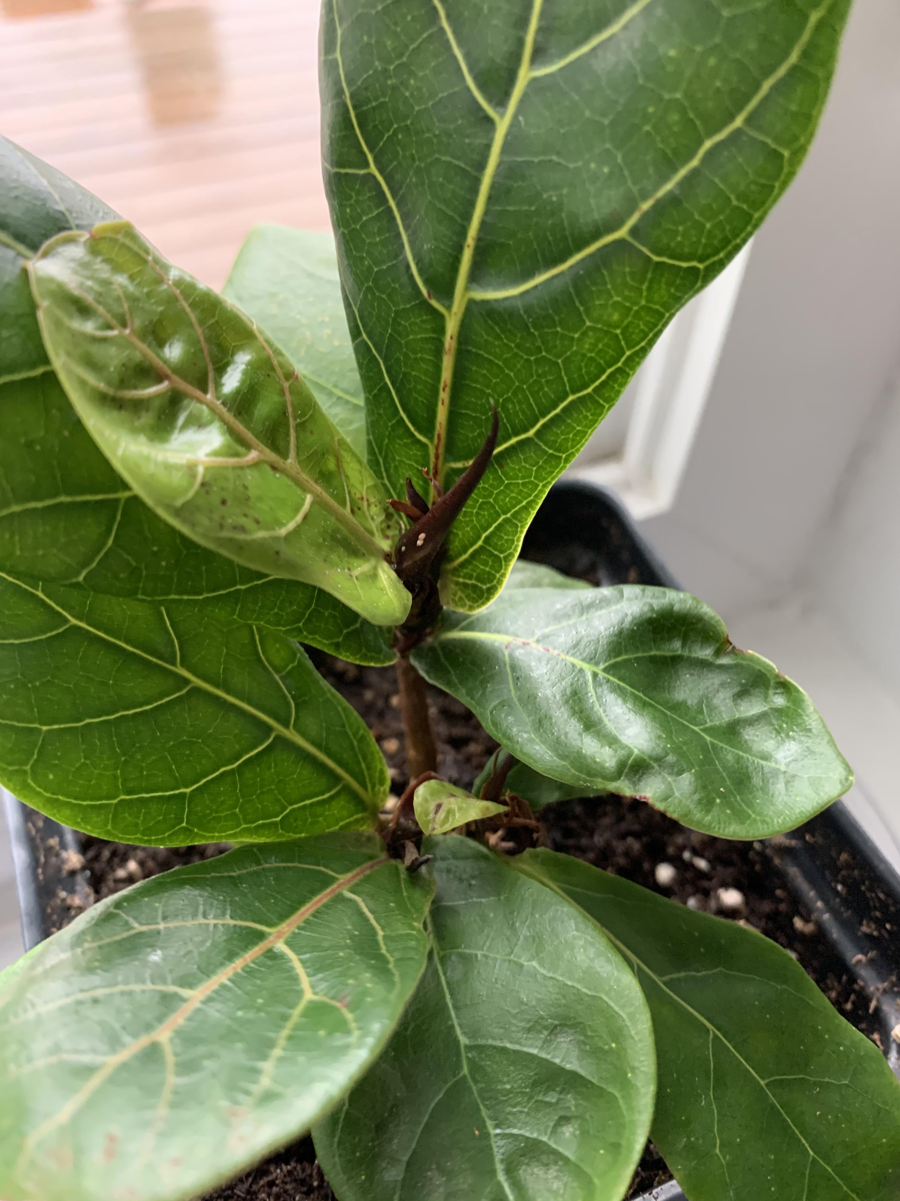 Help! What are those little white dots on my fiddle leaf fig stem?! A