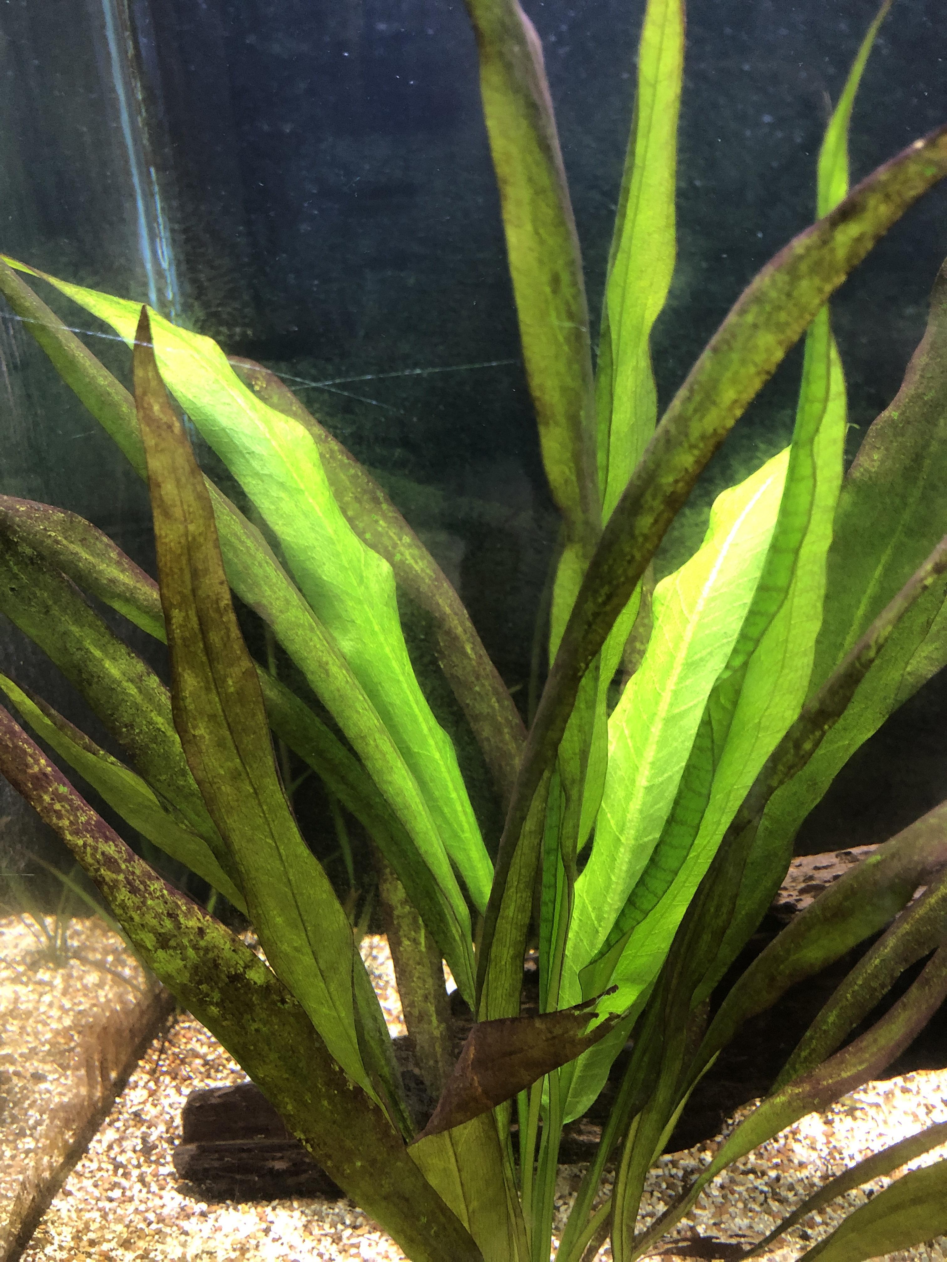Can anyone tell me why some of my Amazon Sword leaves are browning? I
