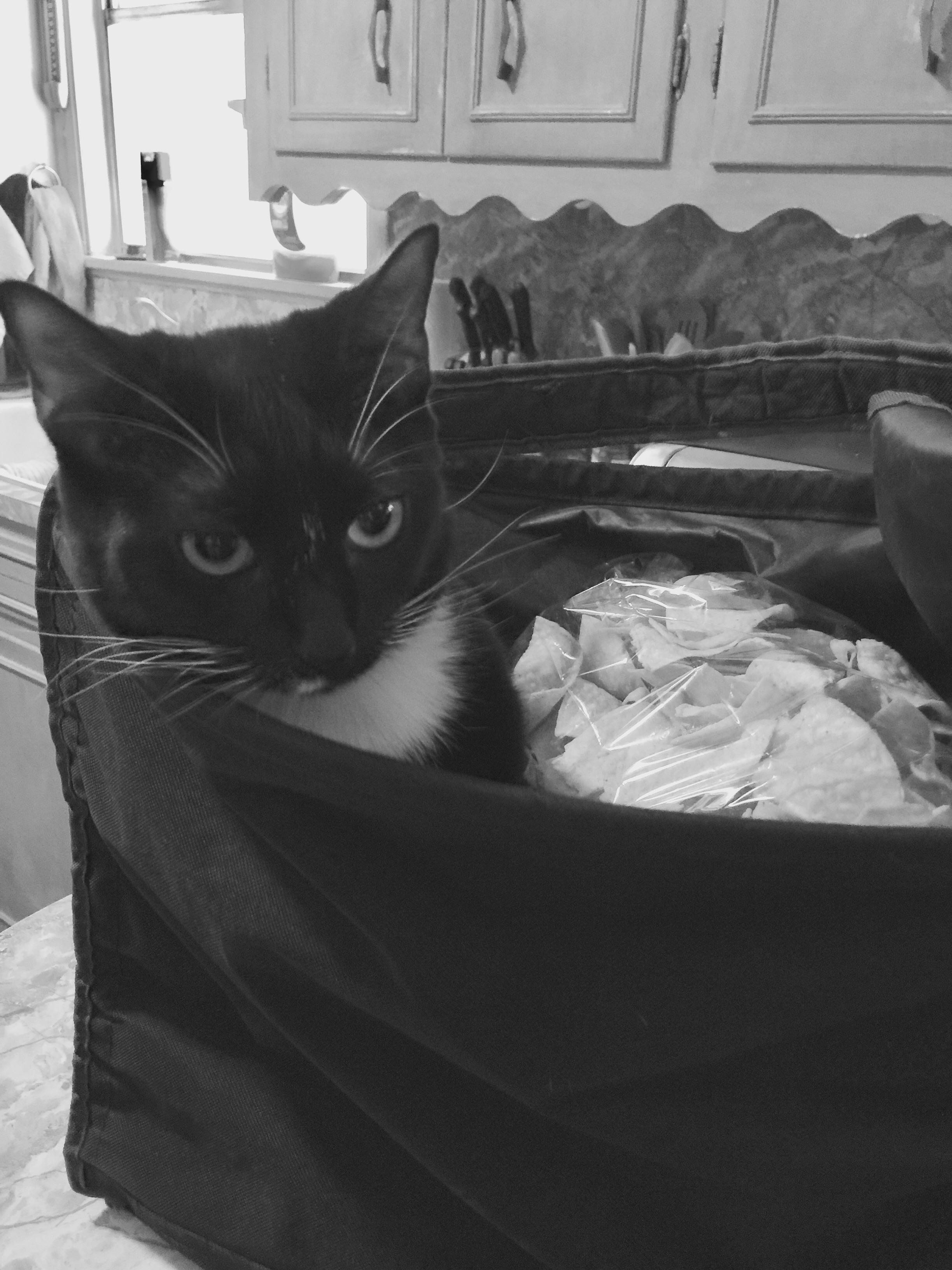 Picked this up at Costco r/cats