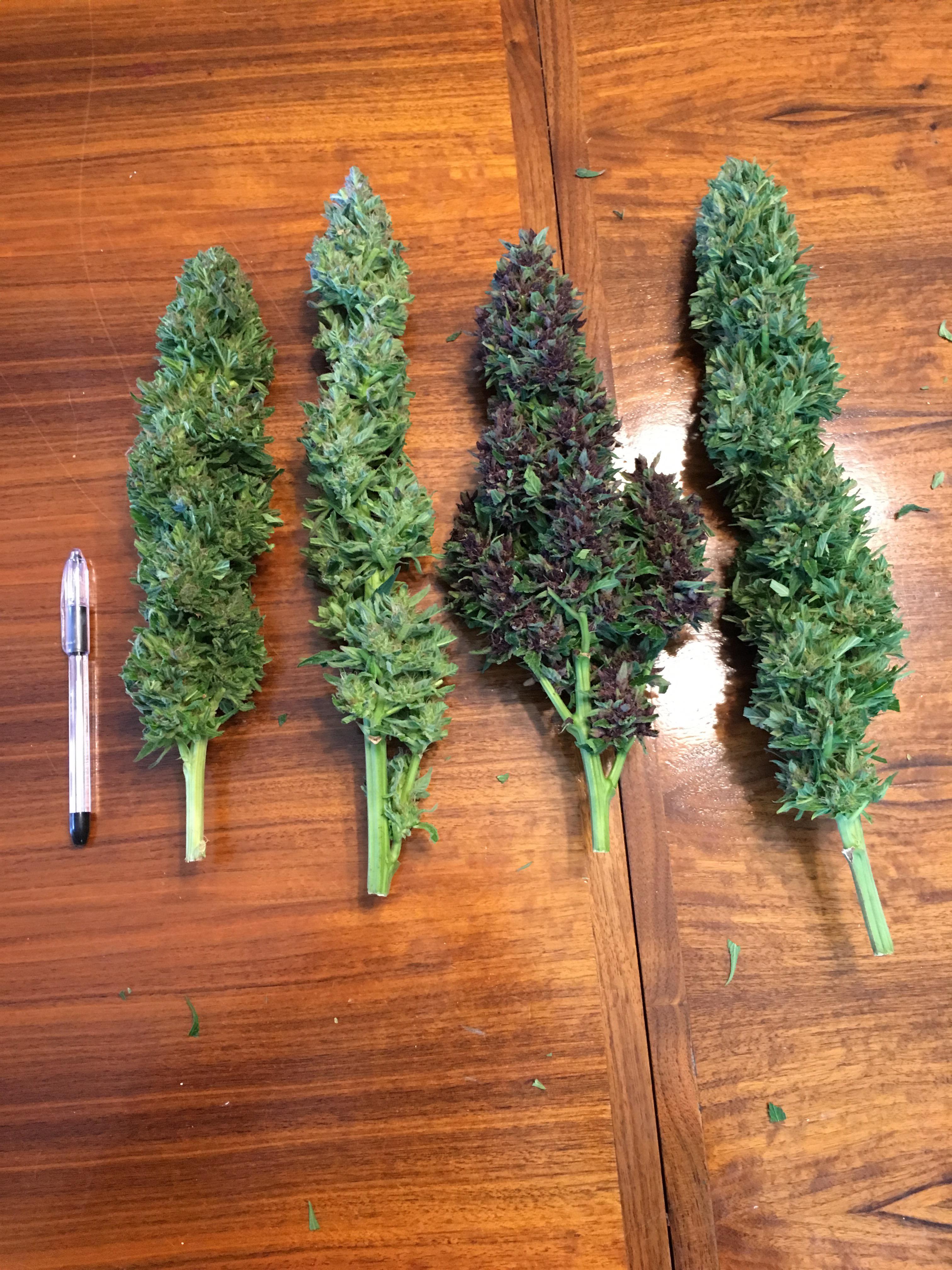 The top buds from my first legal outdoor harvest. r/trees