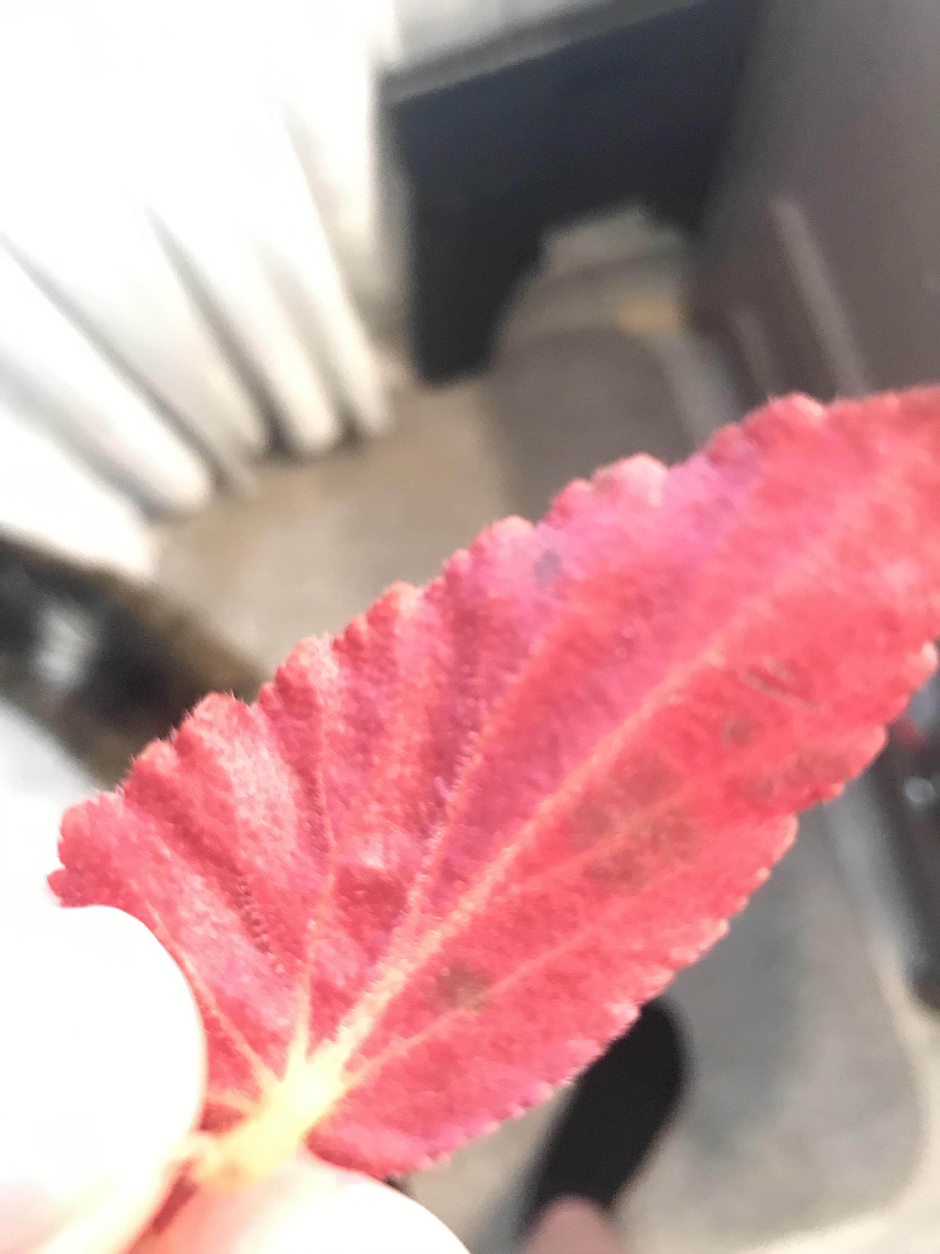 Powdery mildew disease begonia I just discovered powdery mildew on my