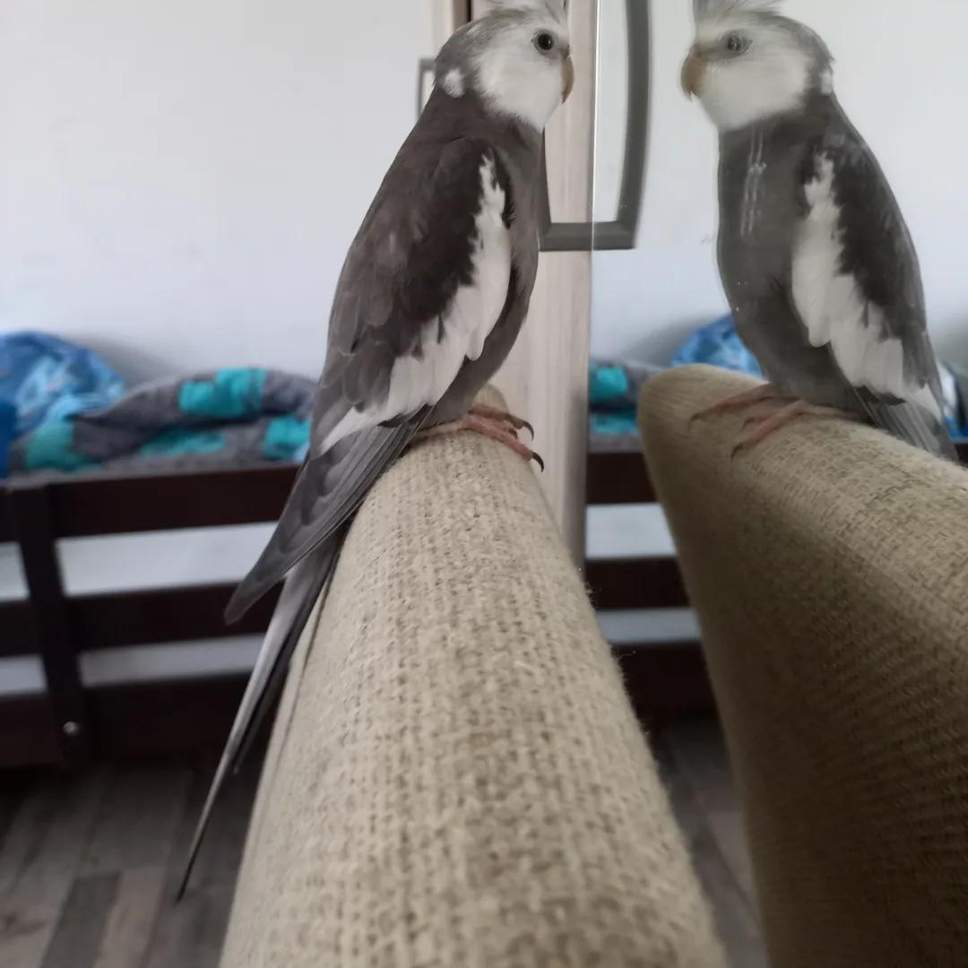 He loves mirrors r/cockatiel
