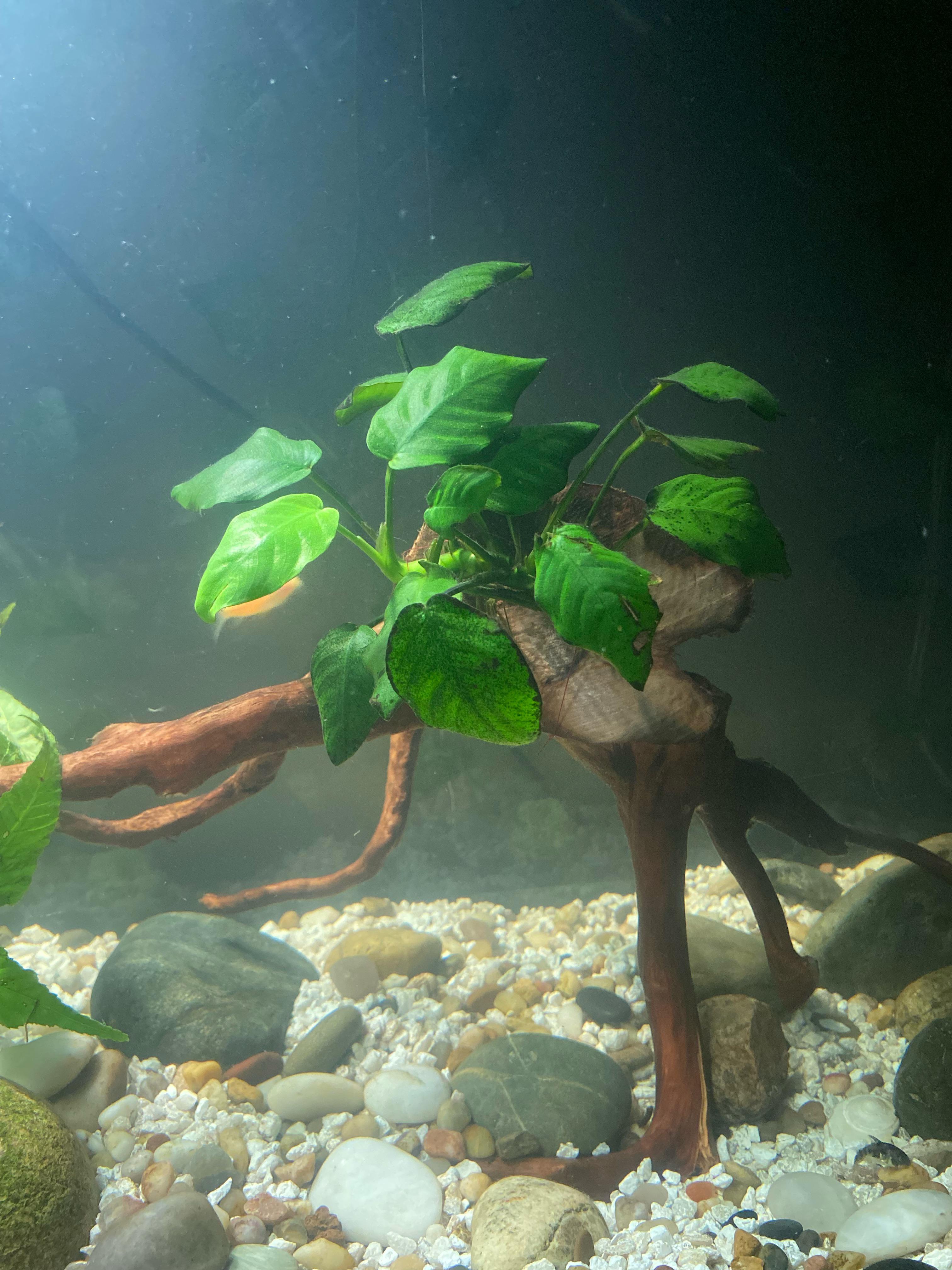 Hello, why is my Anubias nana’s leaves turning black around the edges