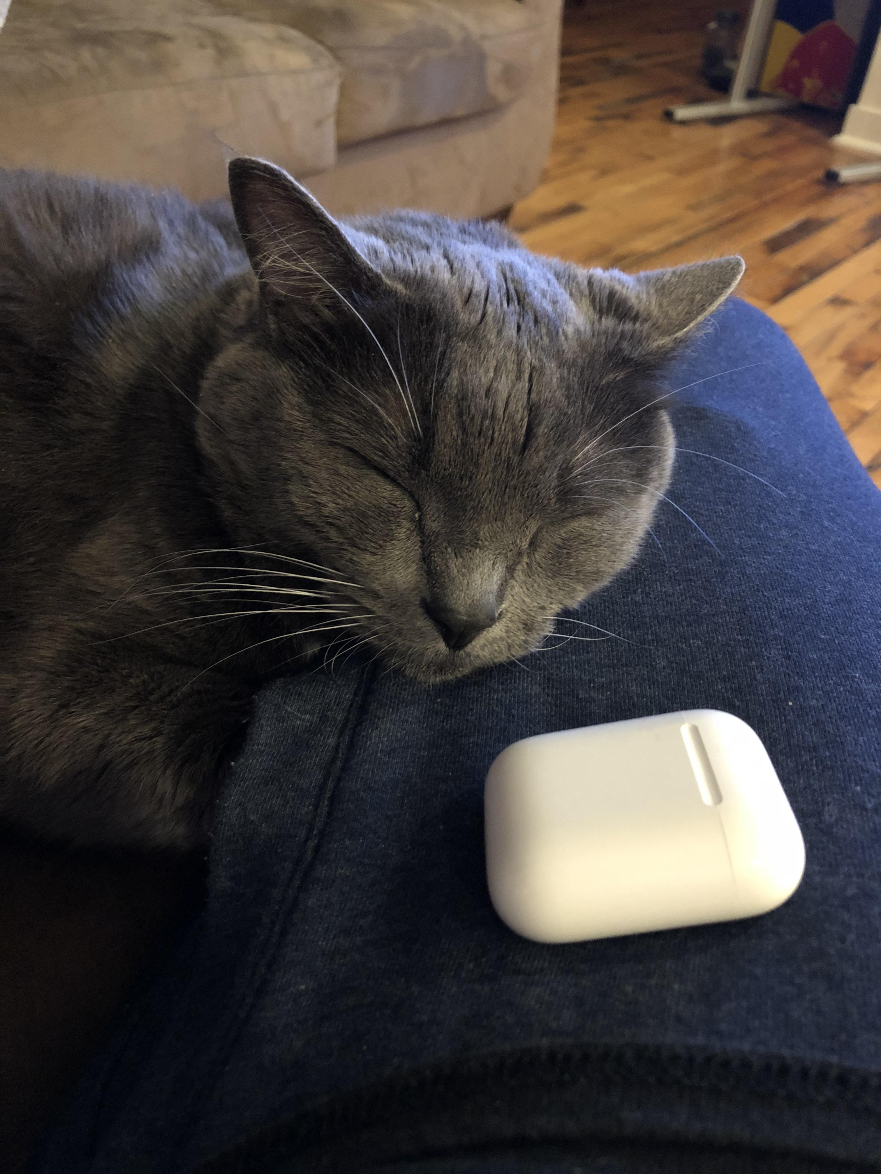 My roommate’s cat is finally warming up to me. r/aww