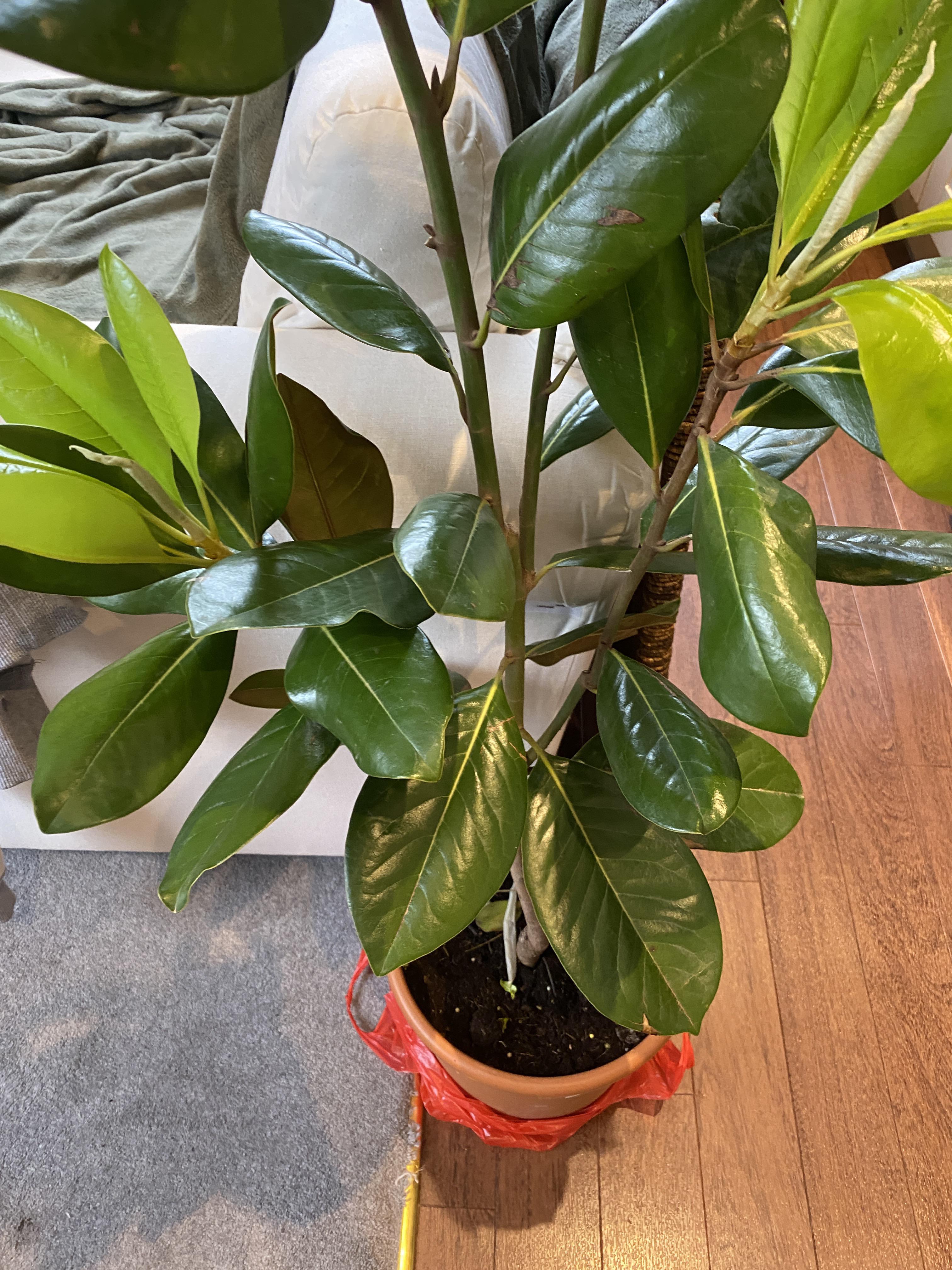 Indoor Potted Magnolia Grandiflora Tree r/houseplants
