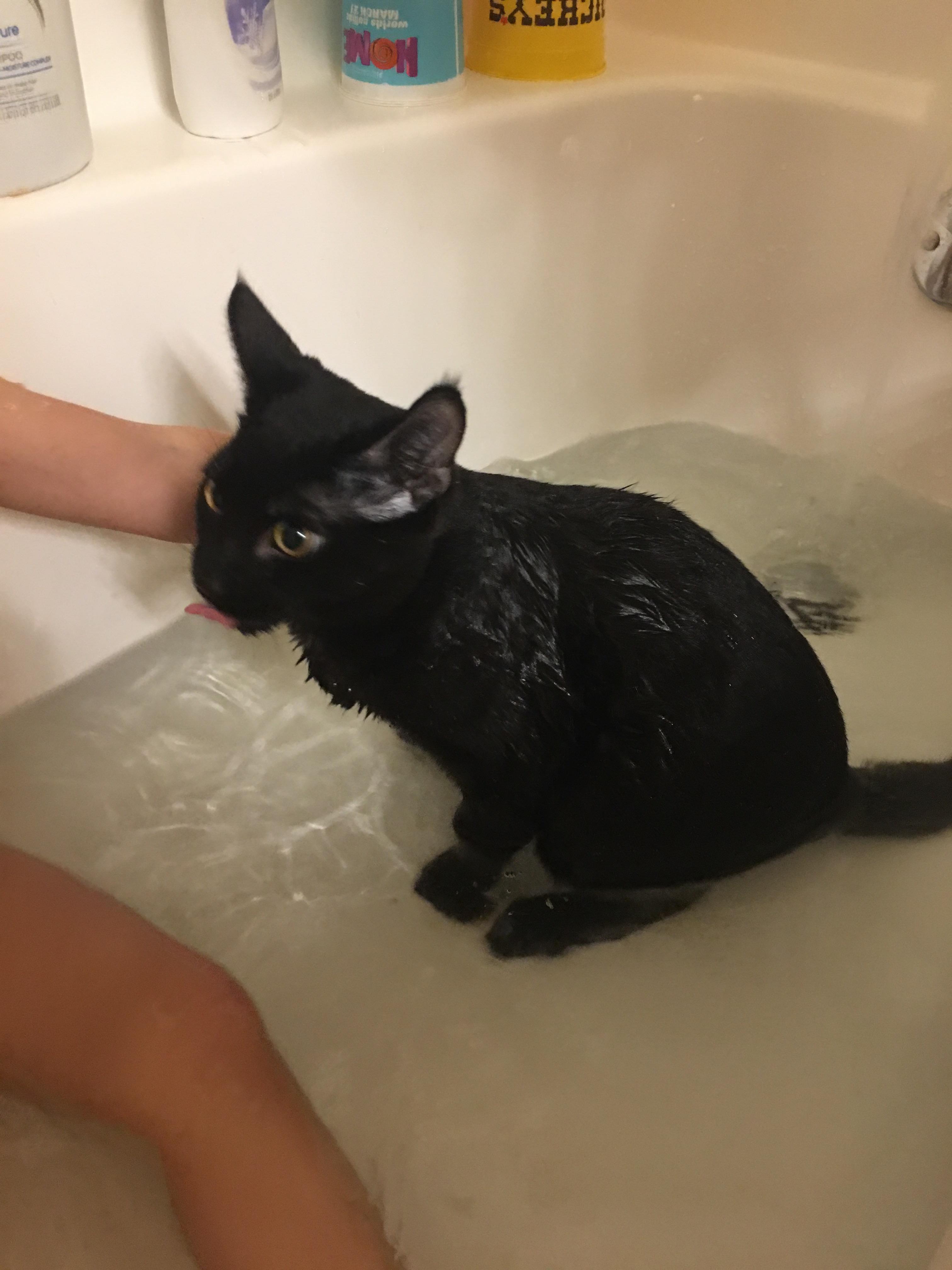 Anybody else’s Black cats voluntarily jump into the tub for bath time