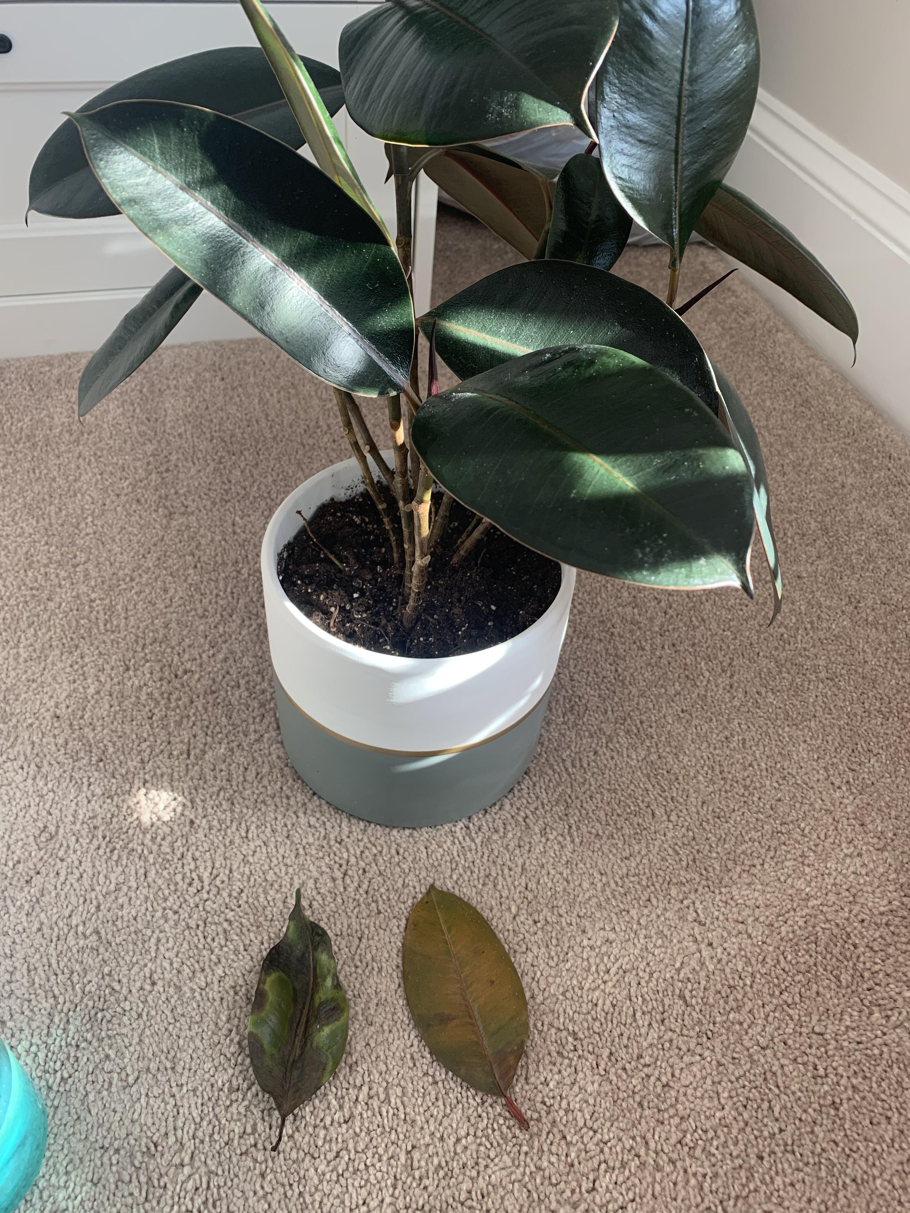 Rubber tree with unhealthy leaves? r/plantclinic