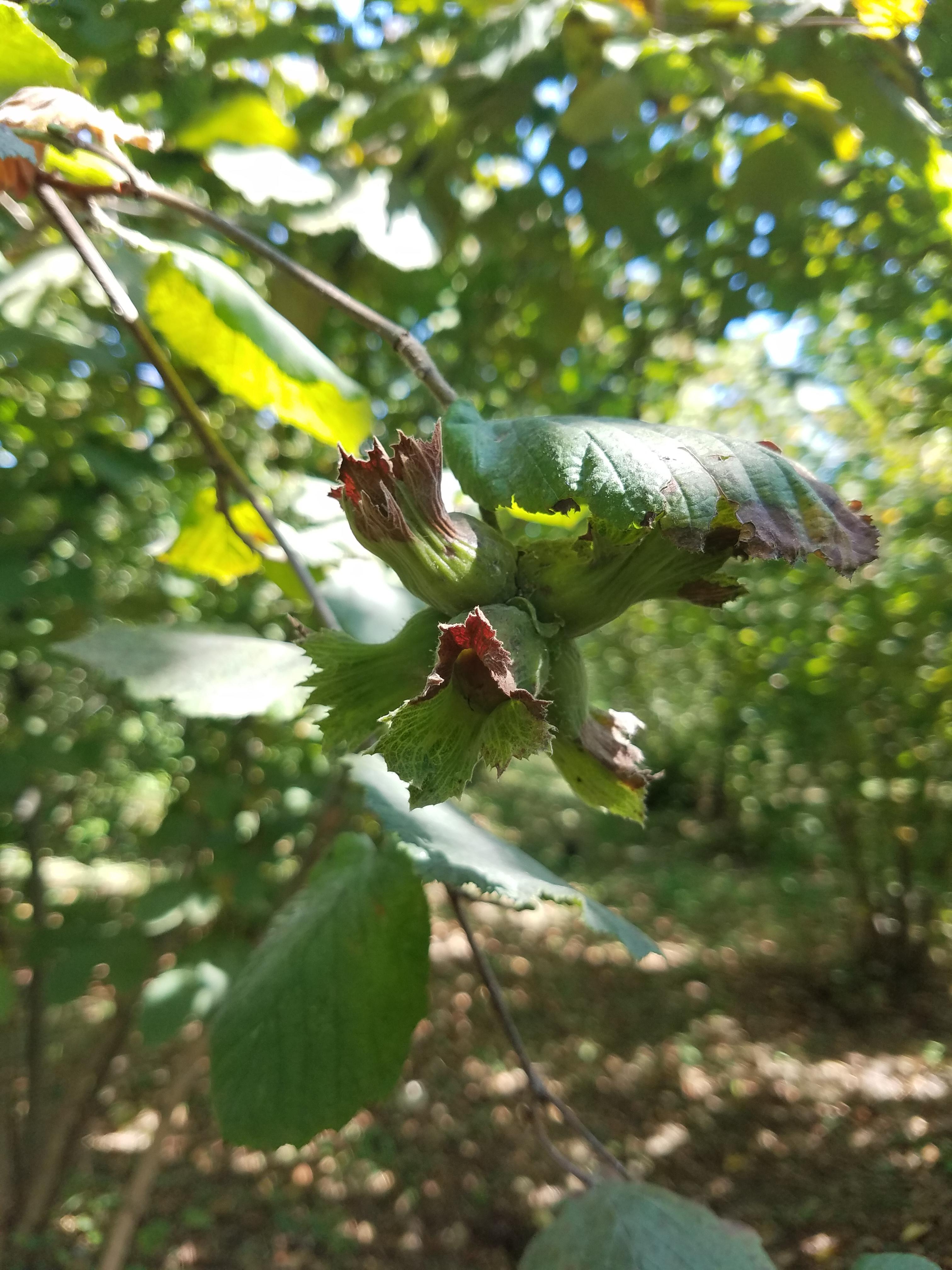 More than 60 of world's hazelnut crop belongs to Turkey. Nowadays it's crop season and here is