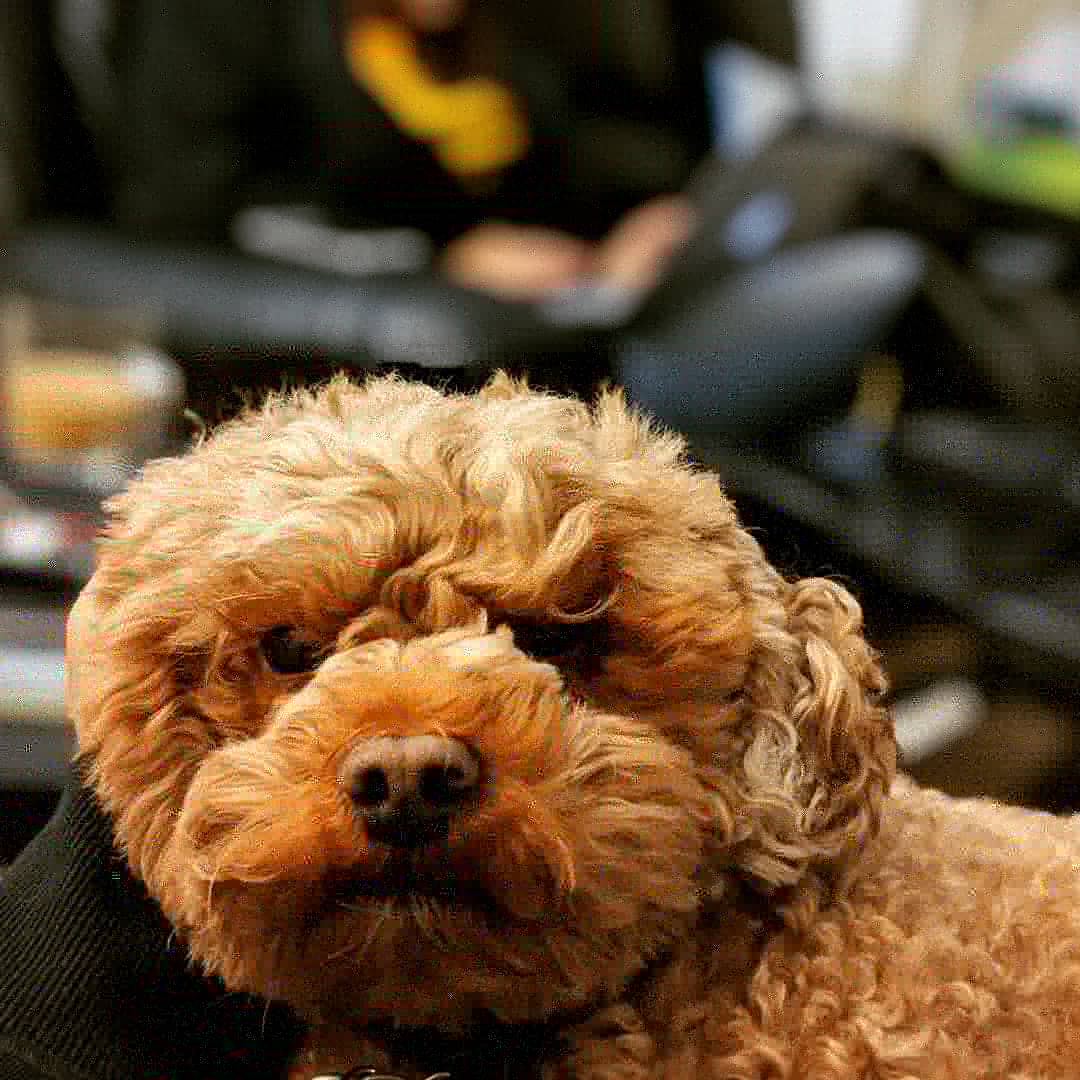 My dog looks like a teddy bear 😍. We call her curly for her curly hair
