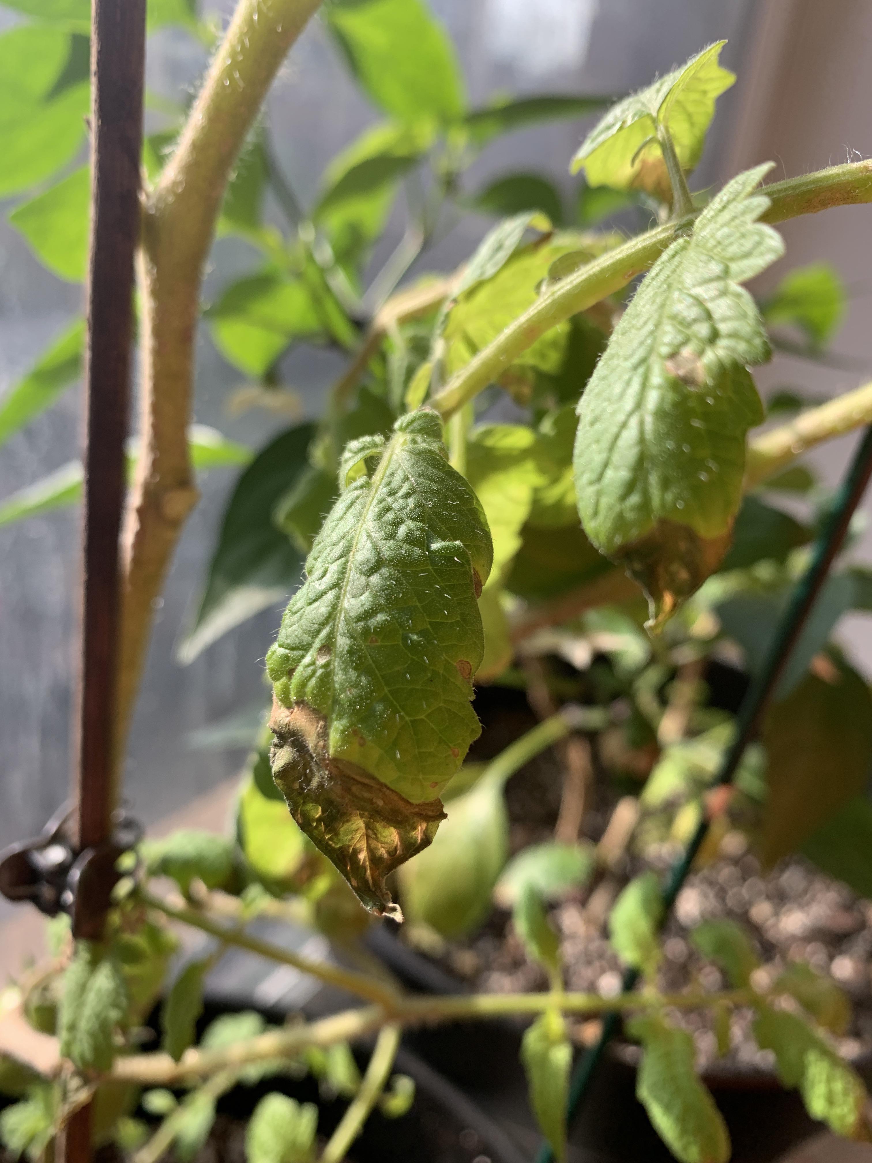 Tomato plant help! Why do all the leaves dry up at the tips? r