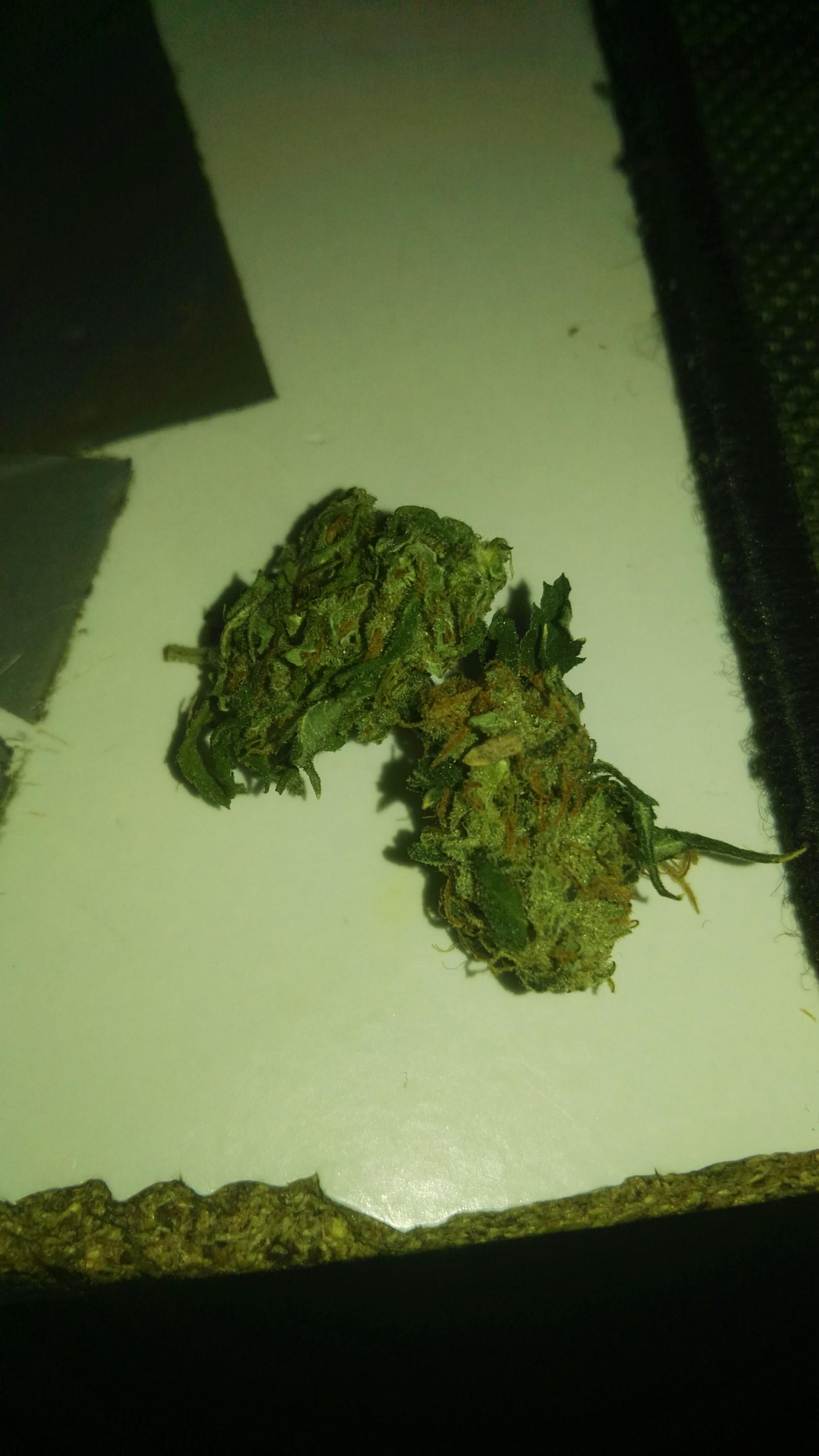 Gorilla glue 4 r/ausents