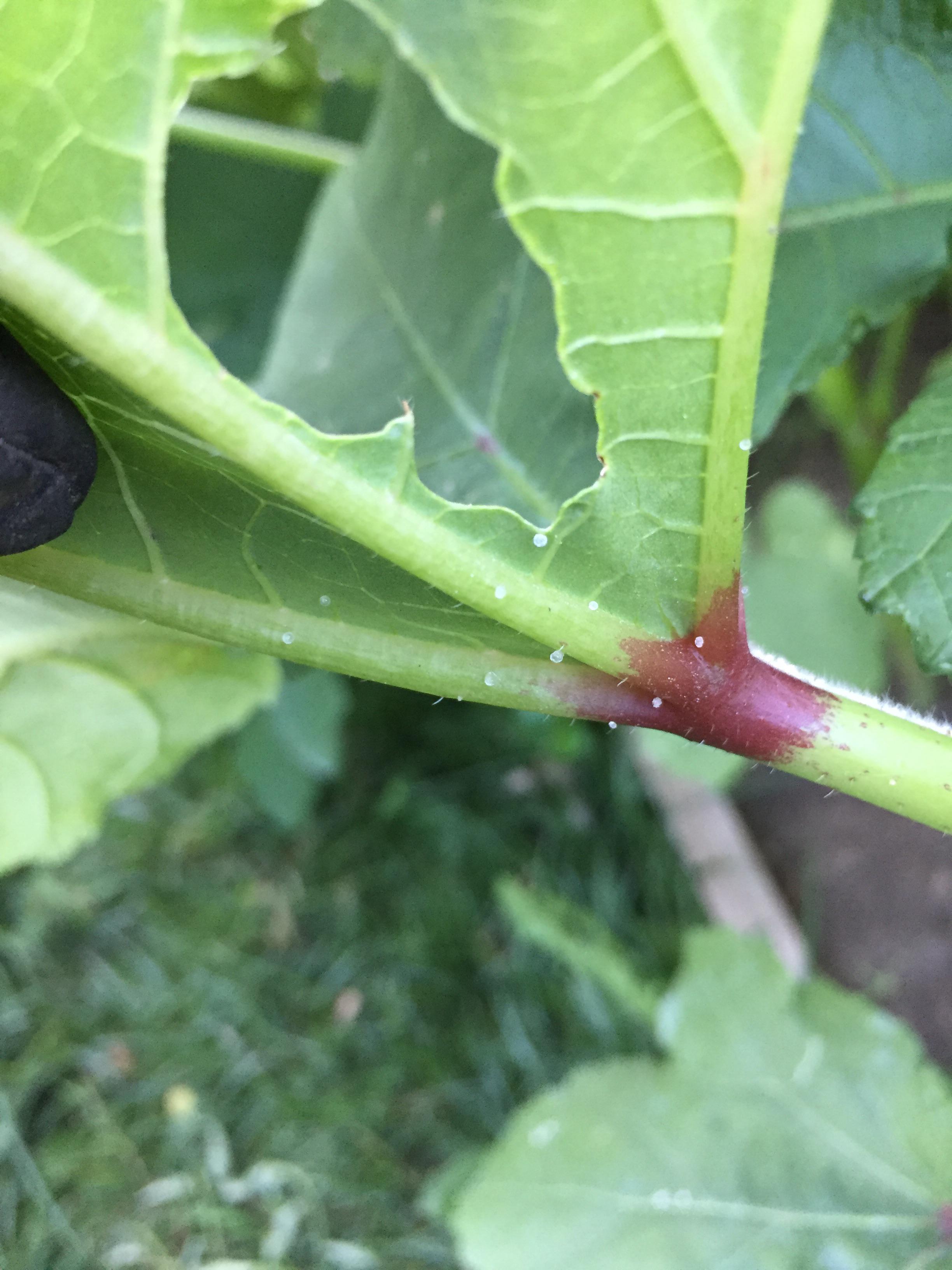 What’s eating my okra? r/gardening
