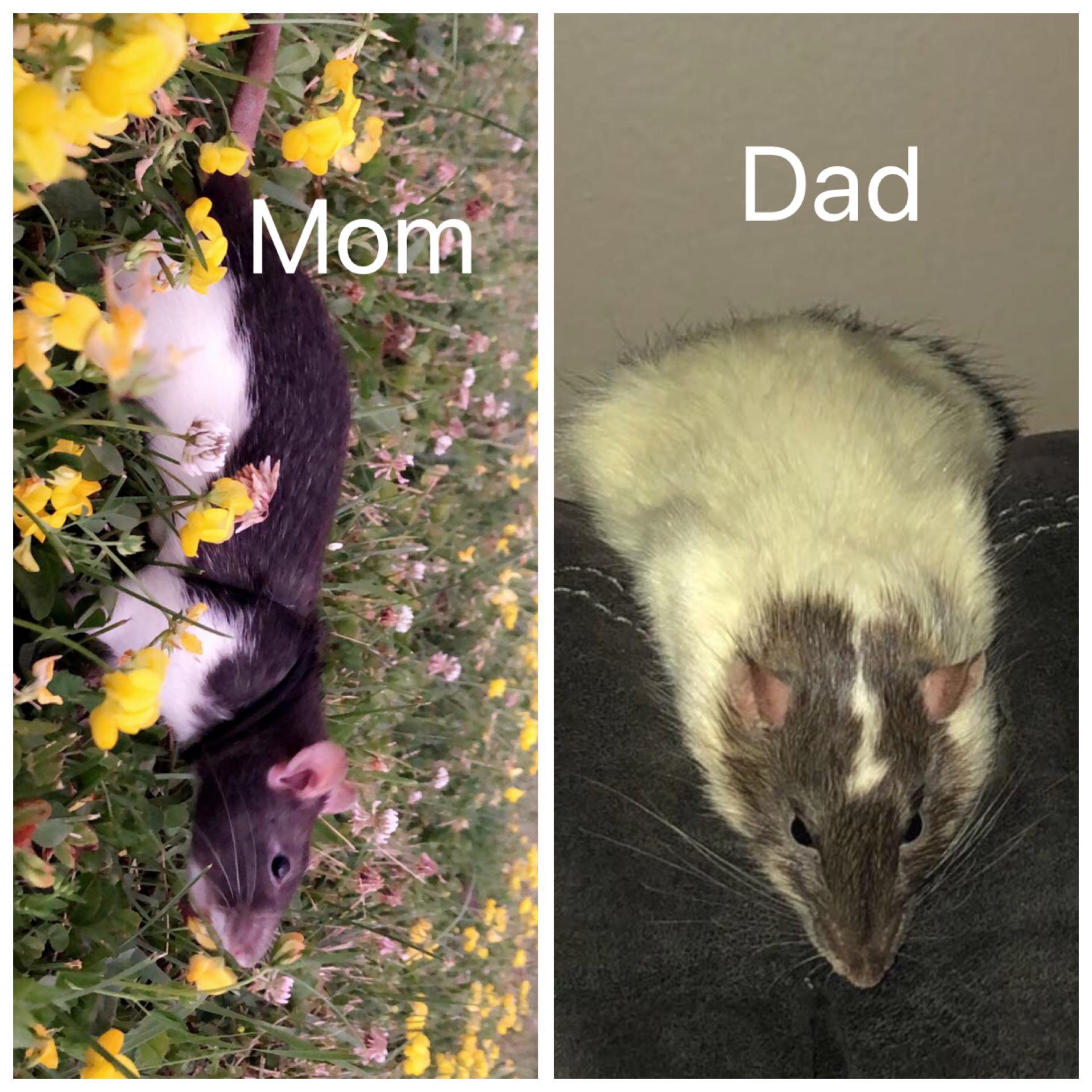 My rattie is pregnant and unfortunately I’ve hit my rat limit so I’ll