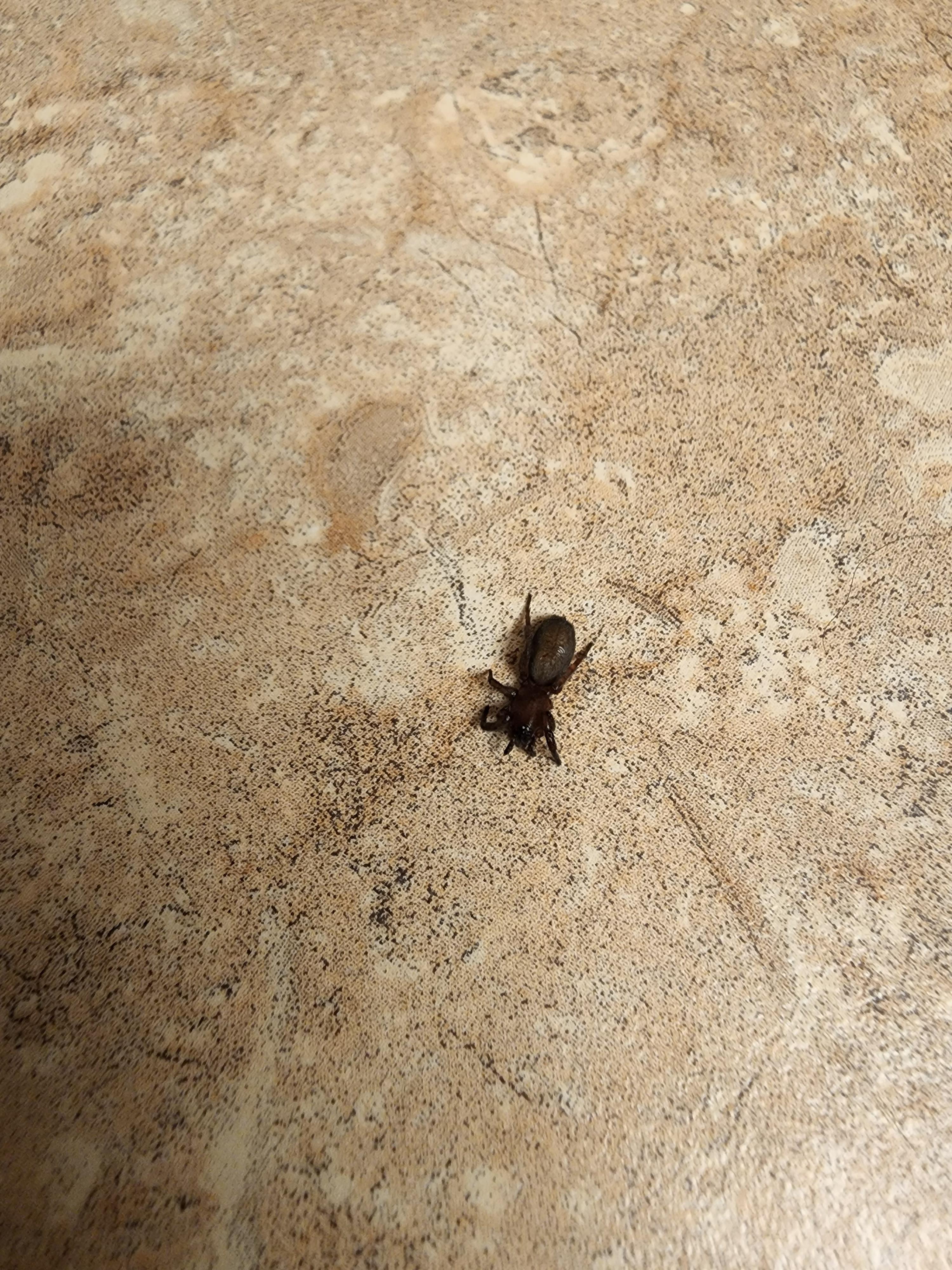 Can anyone identify this spider? it slightly traumatized me by crawling