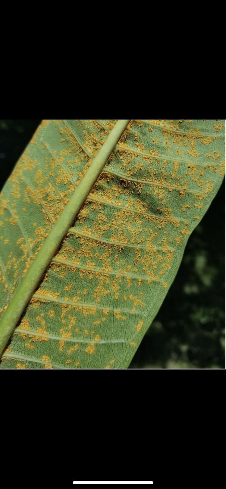 What’s the most effective cure for plumeria rust? Plumeria