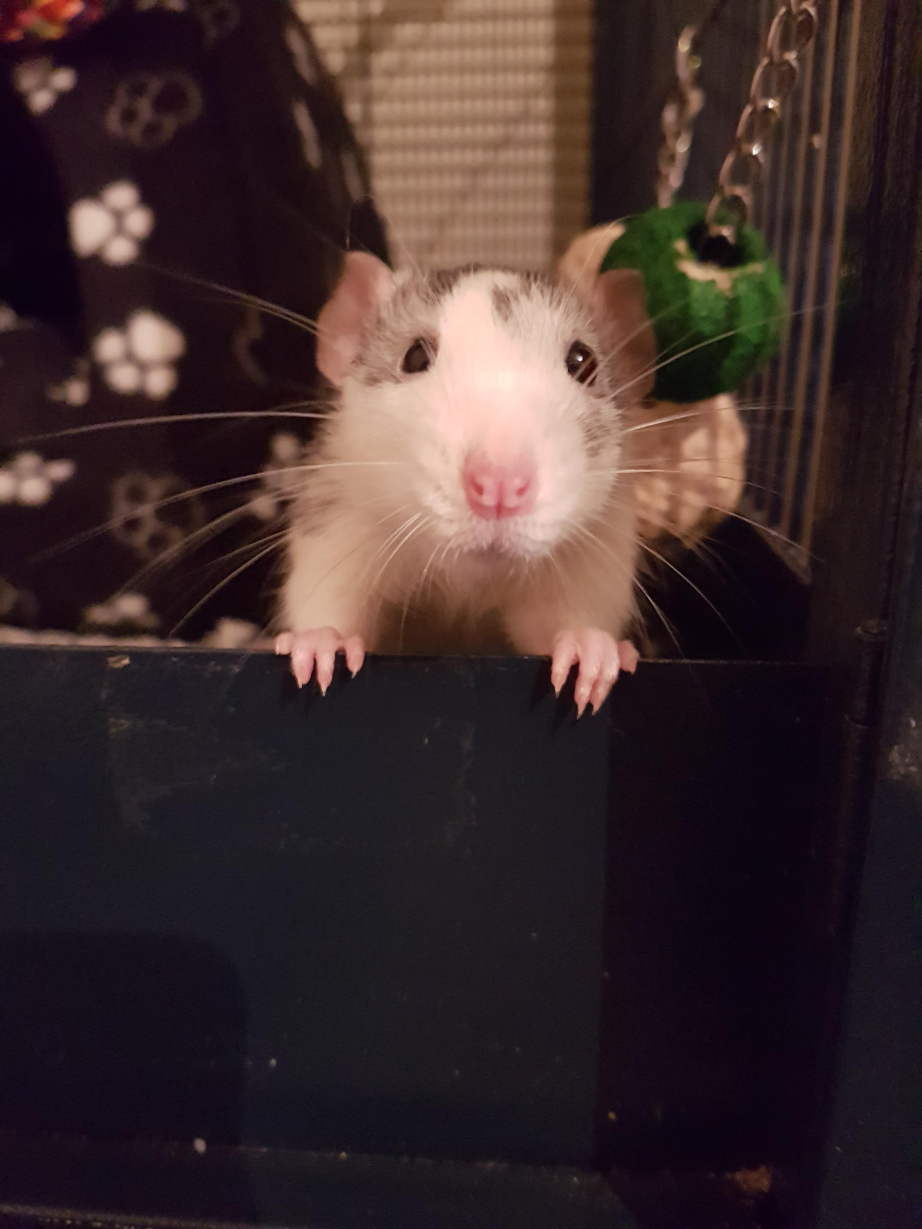 You got any of them treats? r/RATS