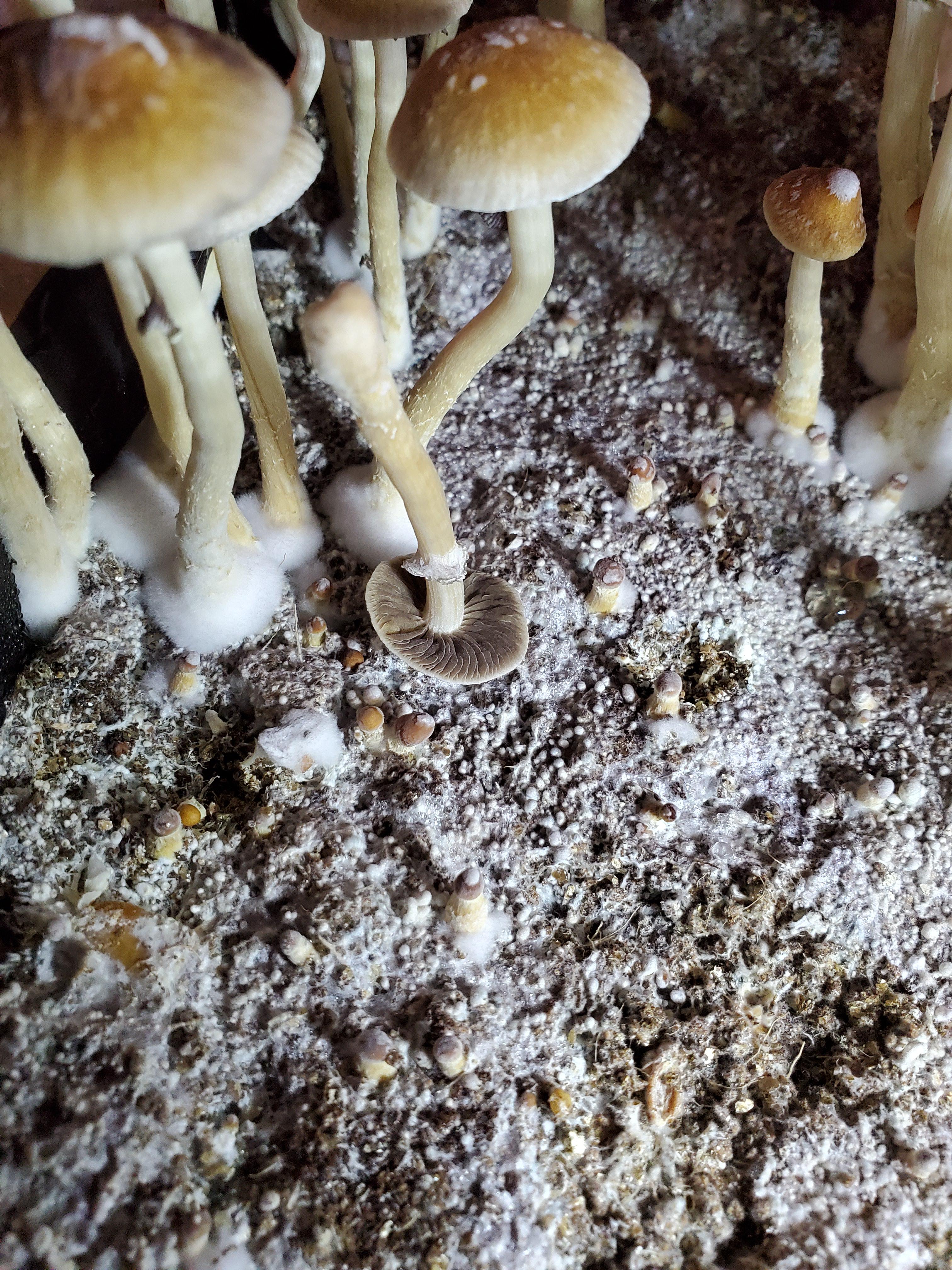 [Actives] How often is it that you see a mushroom growing upside down