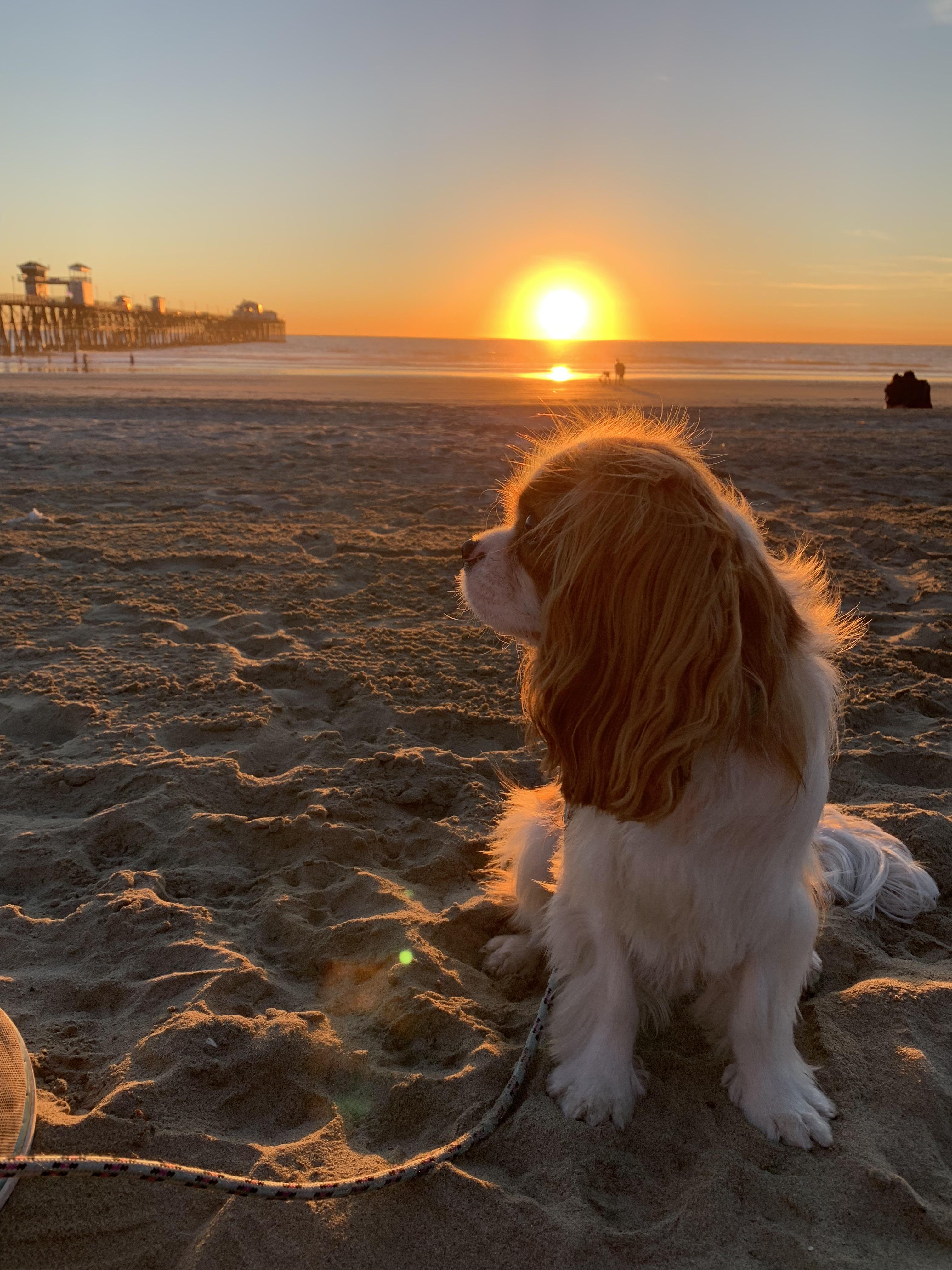 Glowing under the sunset cavaliers