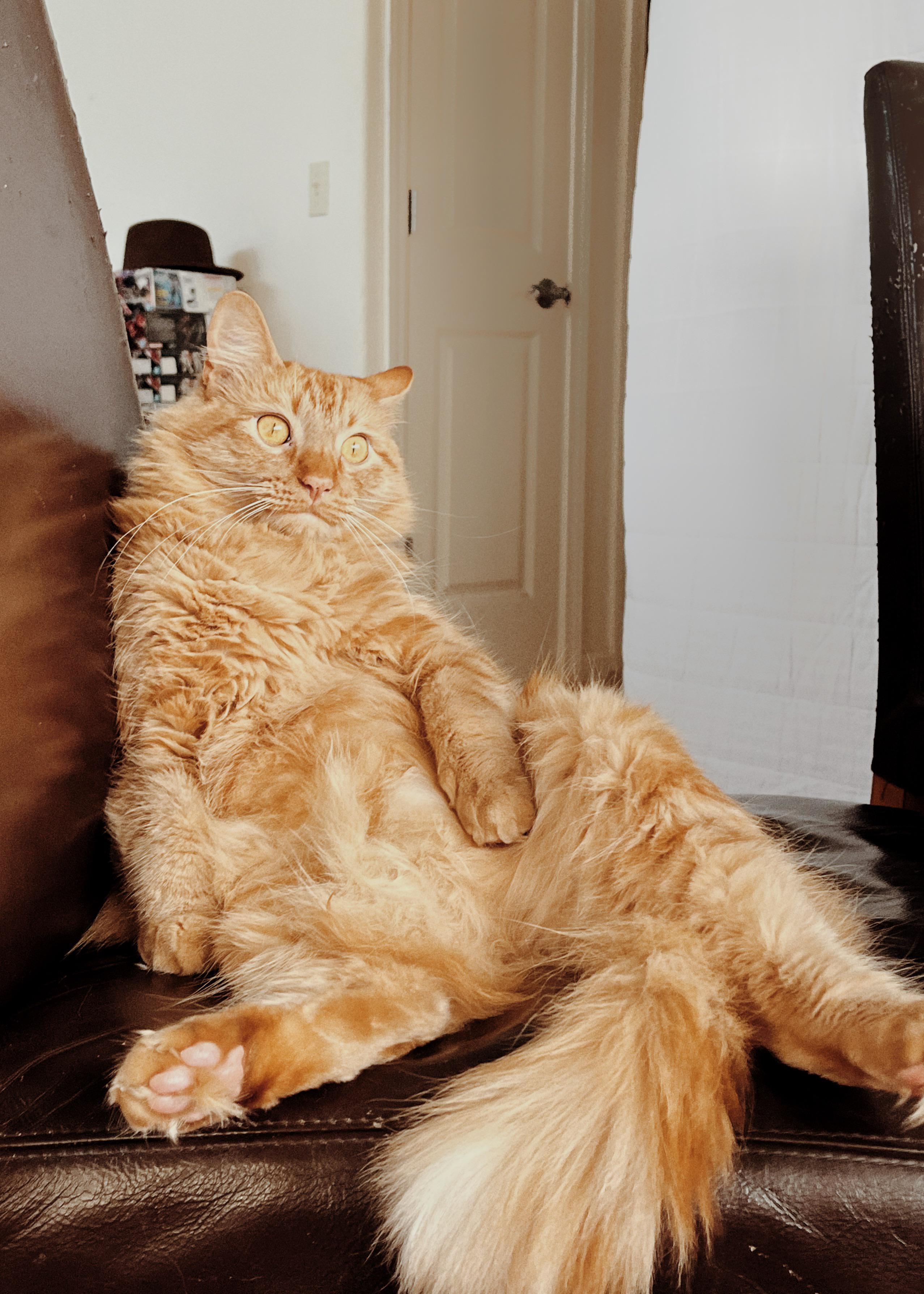 15 pound orange boi is too dang food motivated story in comments. Pls