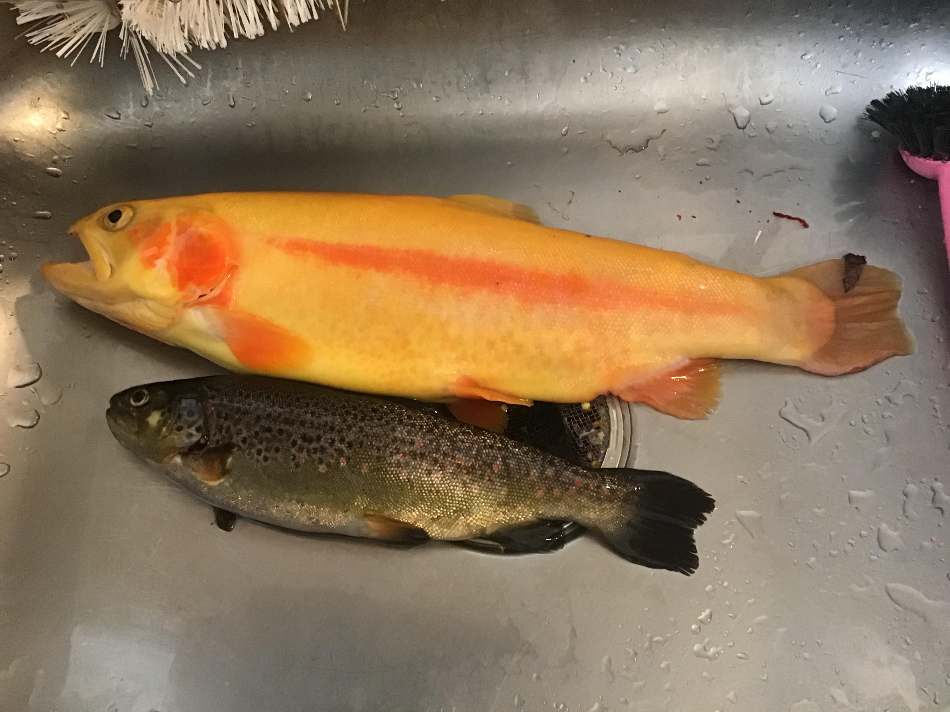 Caught my first golden trout and my P.B. at once! Maryland trout