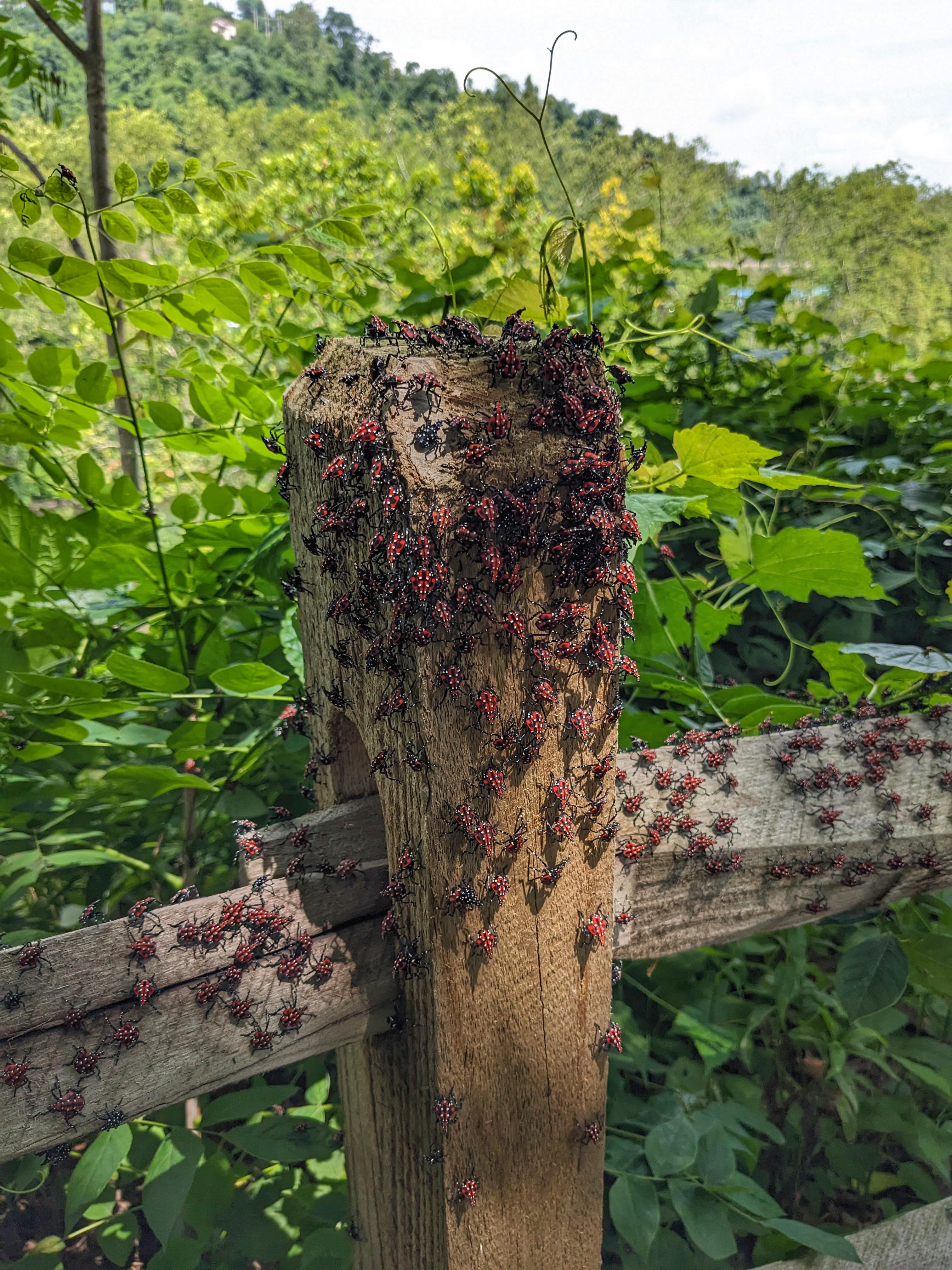 I think we've lost the war. (Neville Island). r/pittsburgh