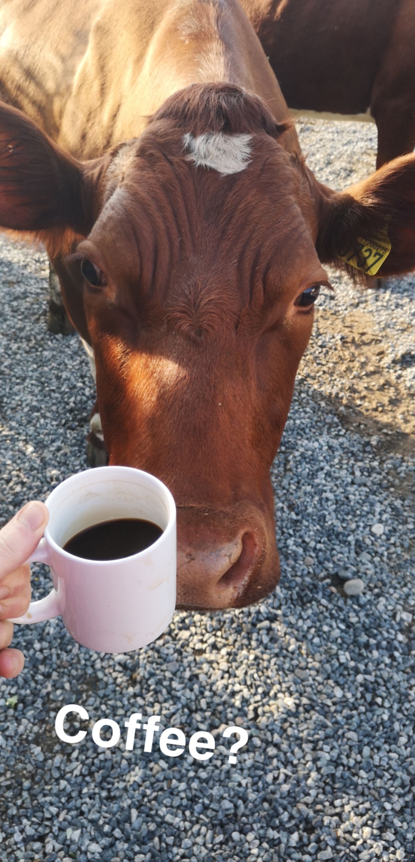 Coffee? r/Cows